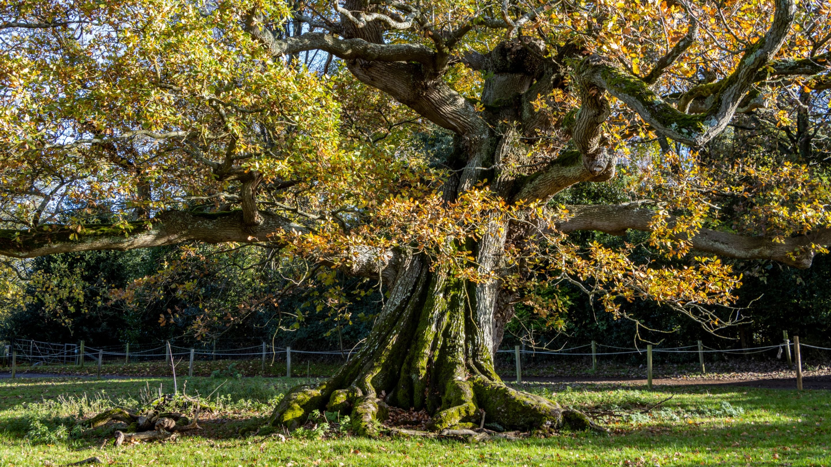 An ancient oak tree in the park at Hinton Ampner, Hampshire