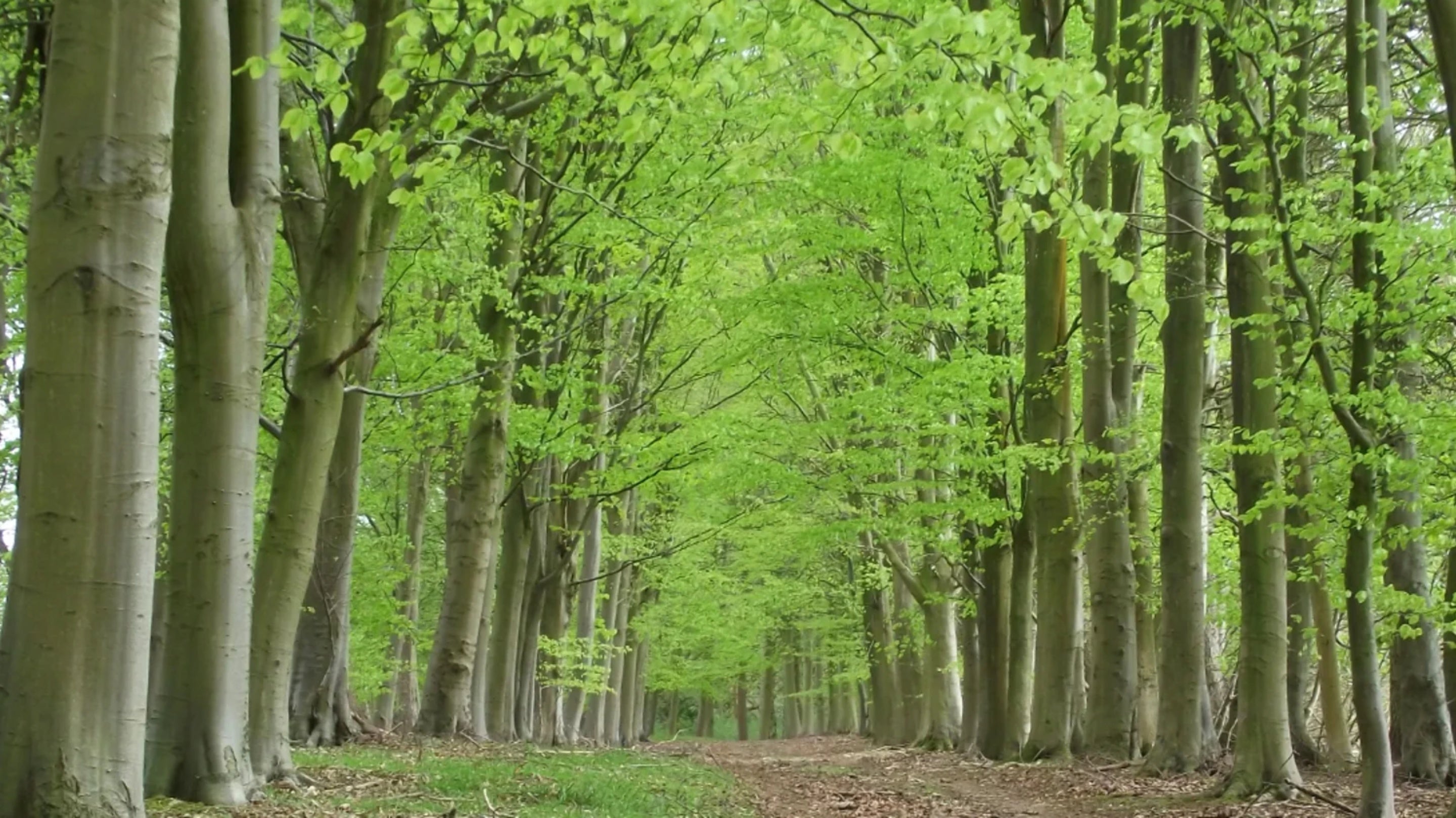 A track lined on both sides by tall beech trees at Hinton Ampner, Hampshire
