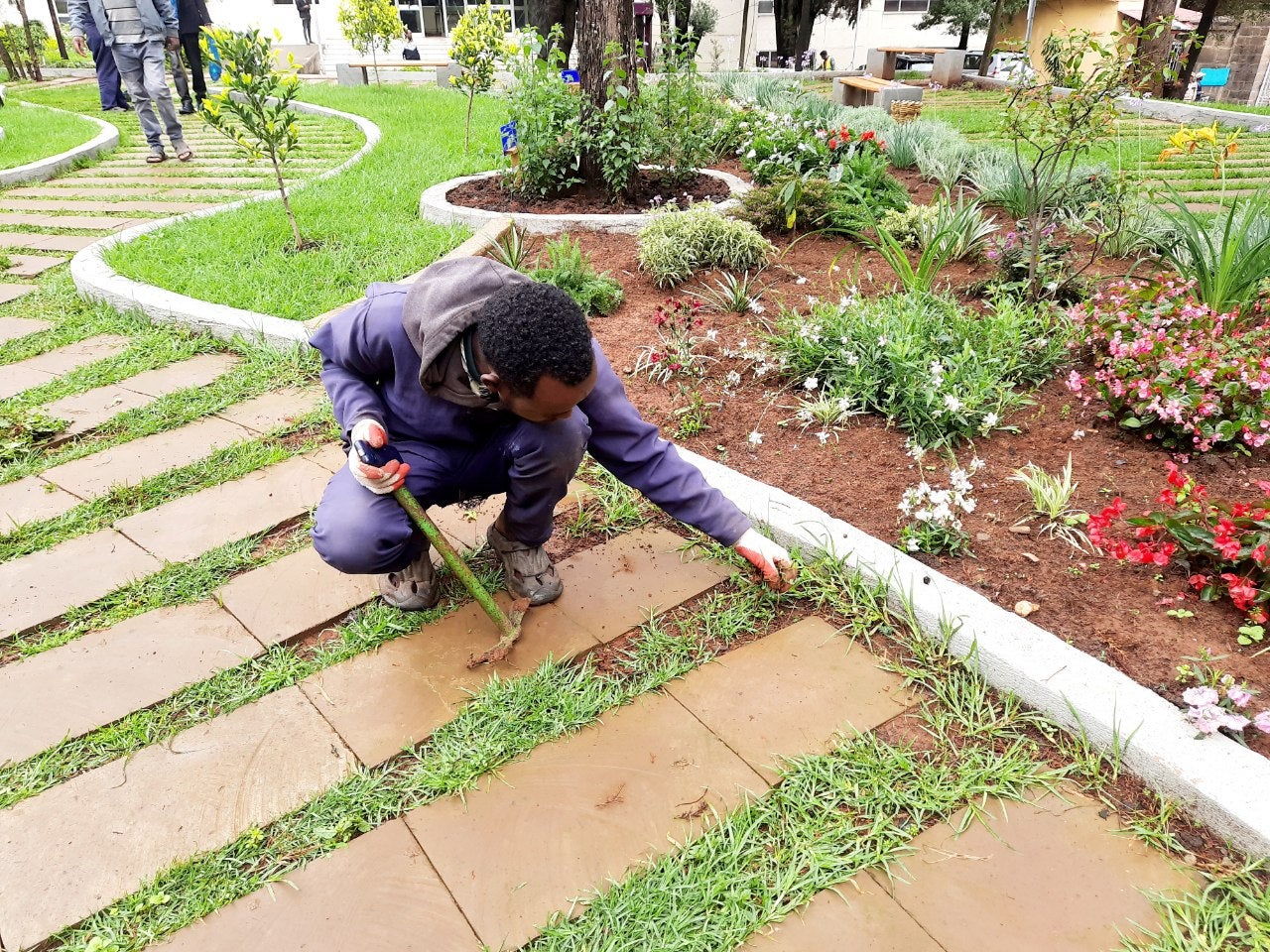 A gardener tends the grass border on the Addis Ababa Rose Garden
