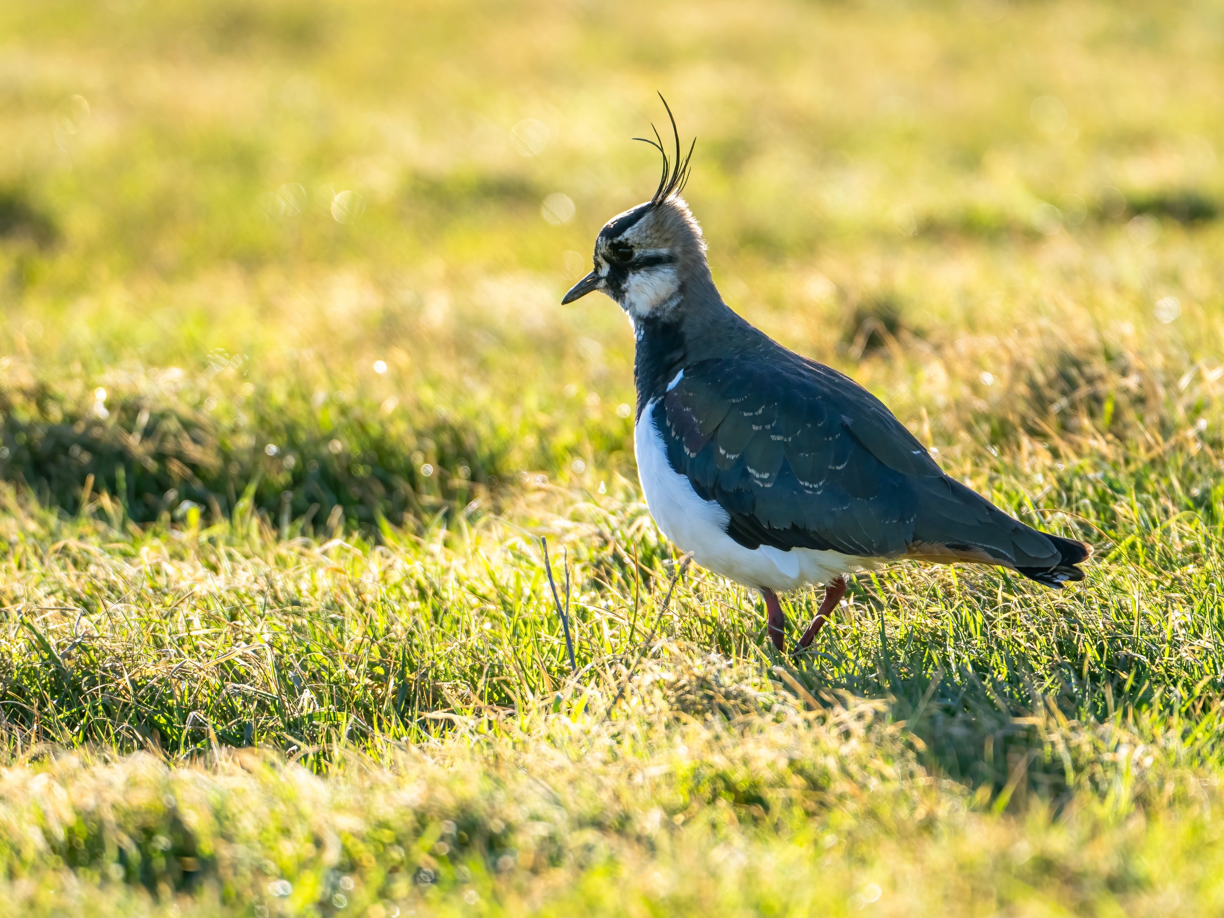 Lapwing bird in the grass at sunset
