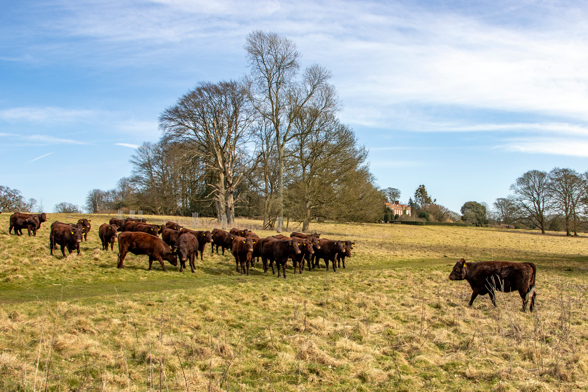 Sussex cattle on estate in front of Hinton Ampner house by Hugh Mothersole
