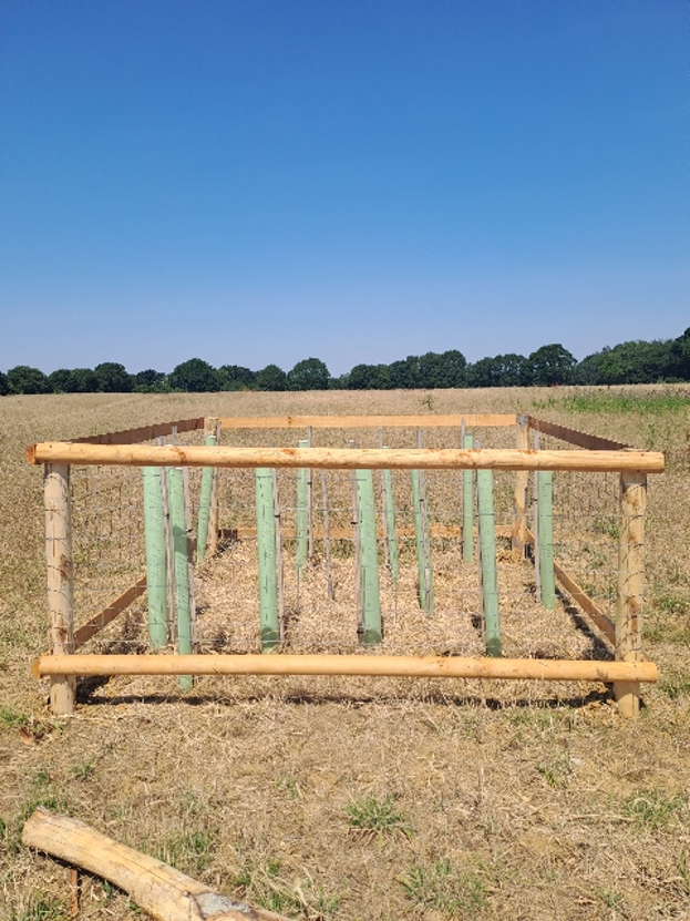 New protective tree guards at Hinton Ampner