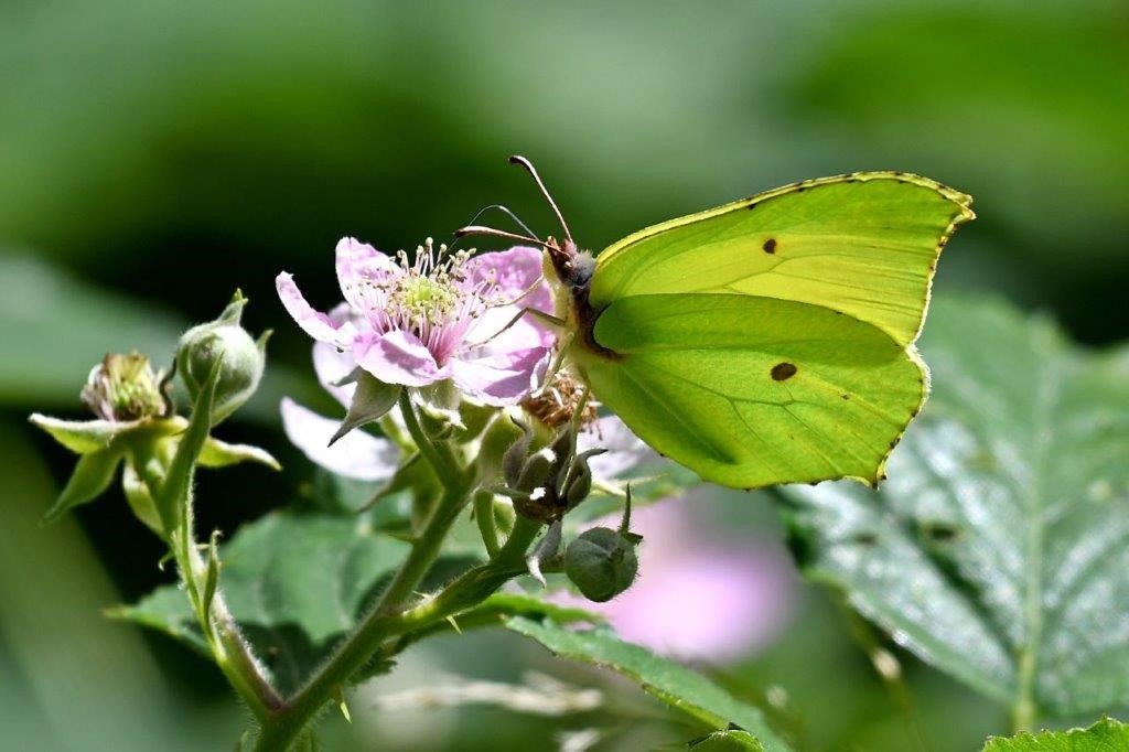 A yellow green butterfly perched on pink flower