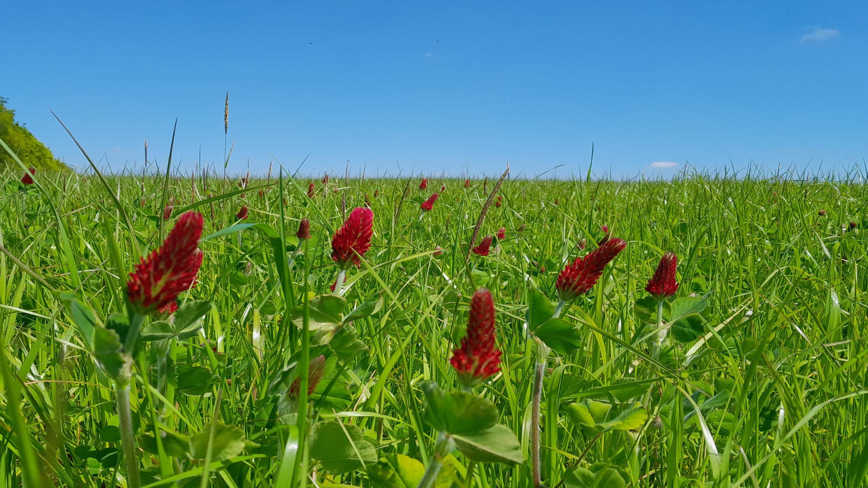 Herbal ley in flower on farmland at Hinton Ampner National Trust