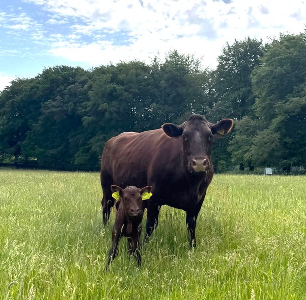 The image captures a calm pastoral moment: a mother cow and calf standing together in a grassy field, framed by a wooded background under a bright, partly cloudy sky. The animals are positioned centrally, making them the clear focal point of the scene.