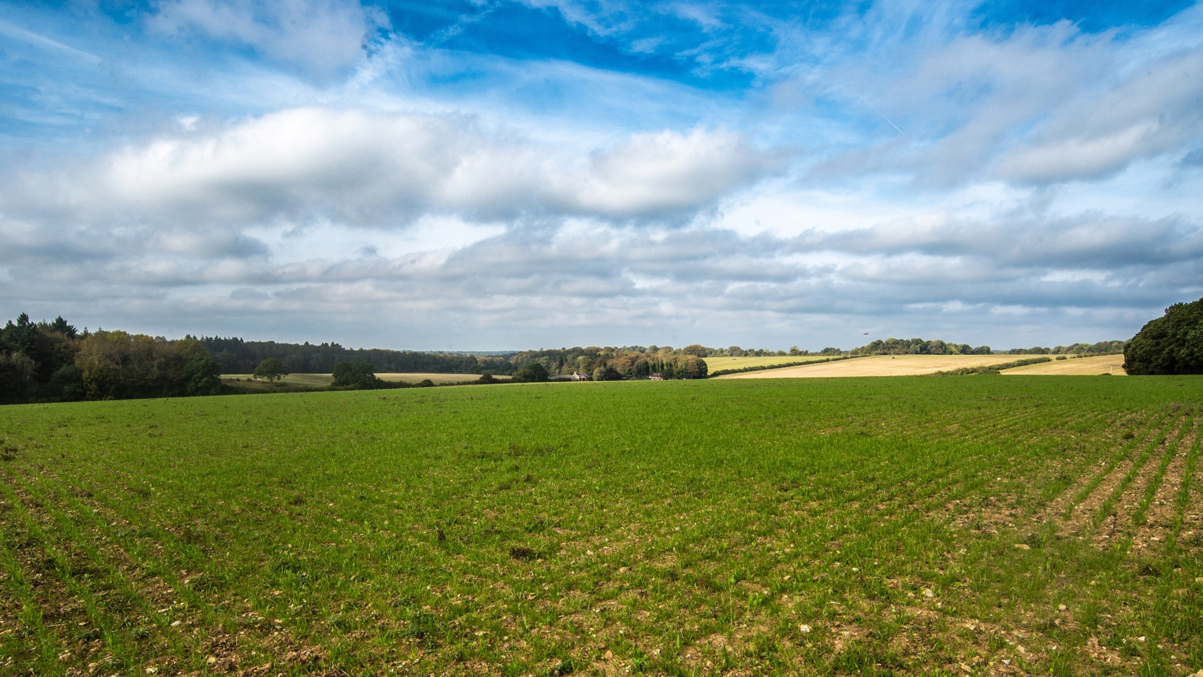 Herbal leys in a field at Hinton Ampner, Hampshire, in summer