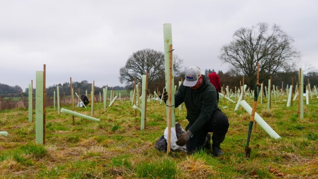 Image of person kneeling down and planting a tree
