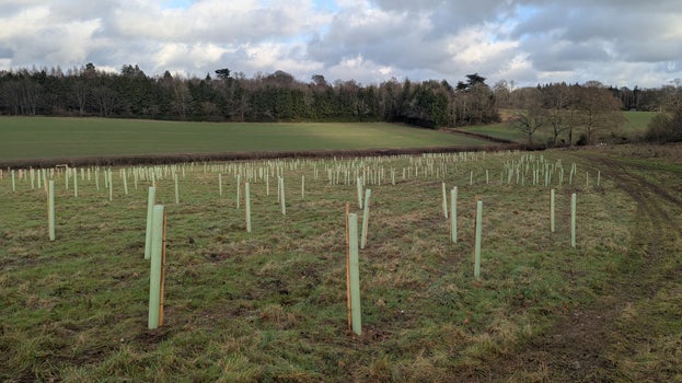 Groups of stakes ready to be planted