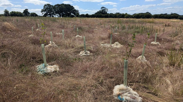 Sheep’s fleece mulch on young trees