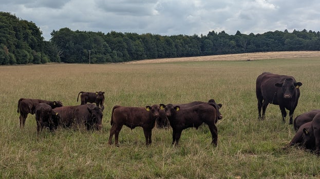Sussex calves on the Hinton Ampner estate