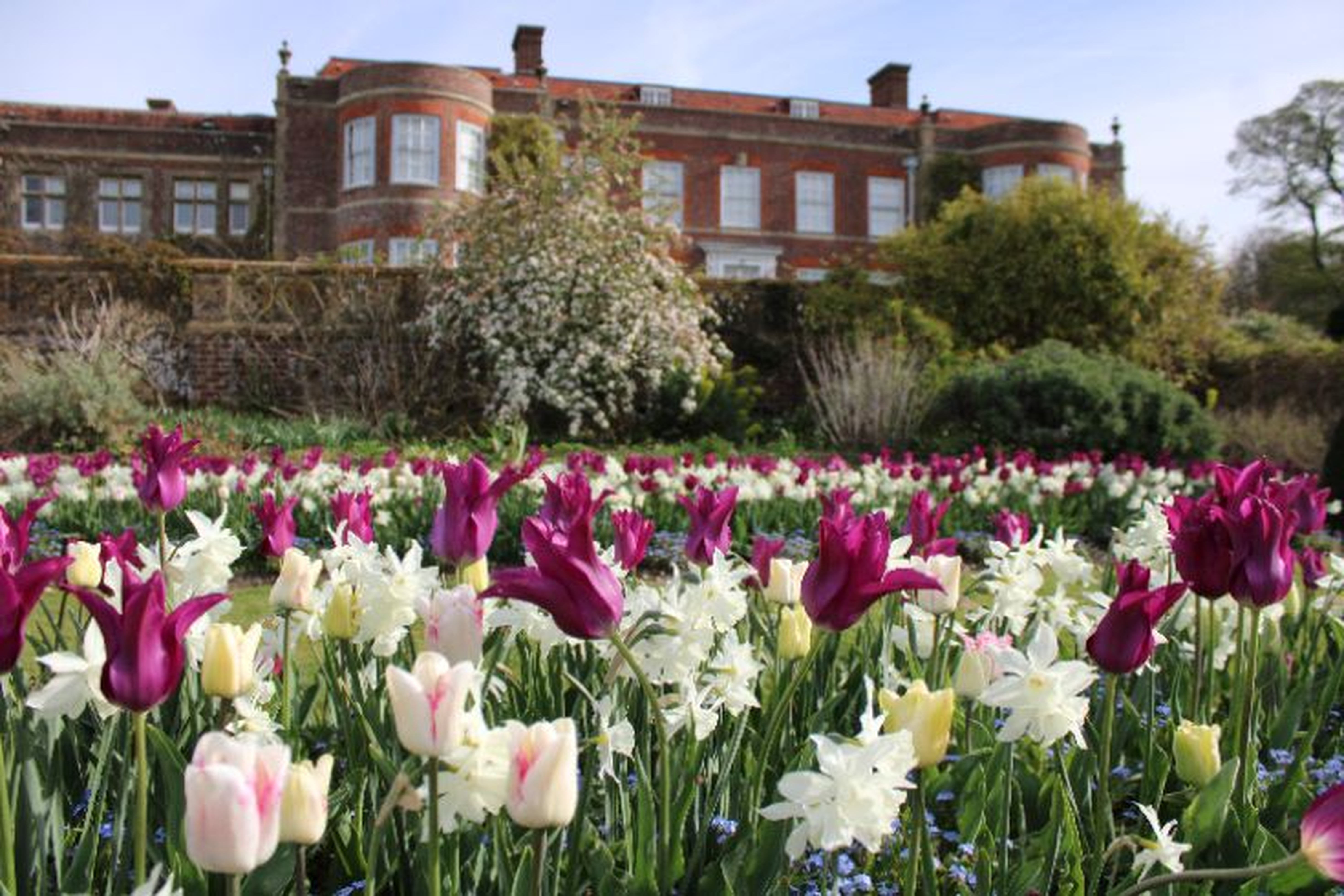 2025 Tulip Displays at the front of Hinton Ampner house in the sunken garden