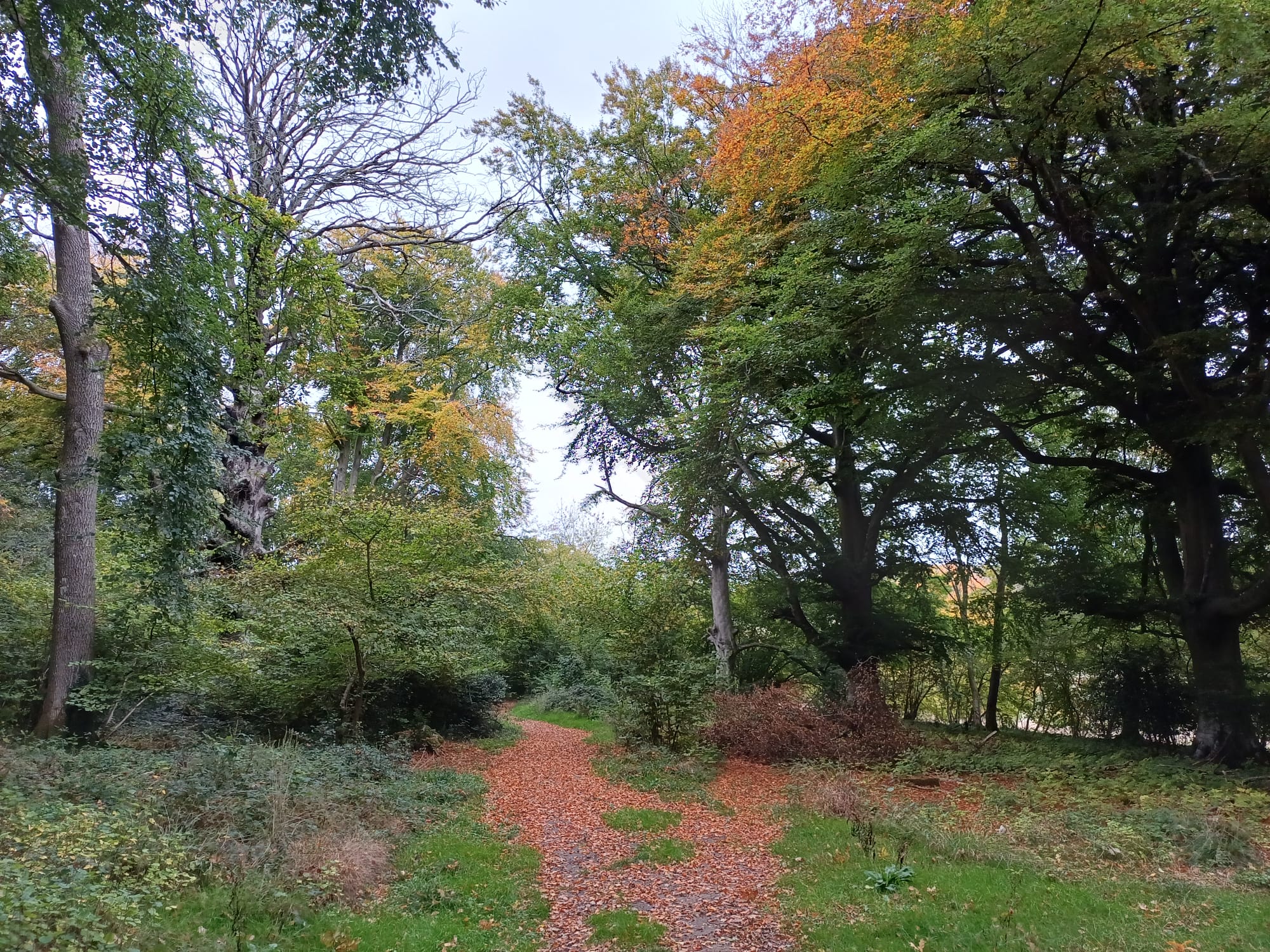 Autumn on the Dutton Walk