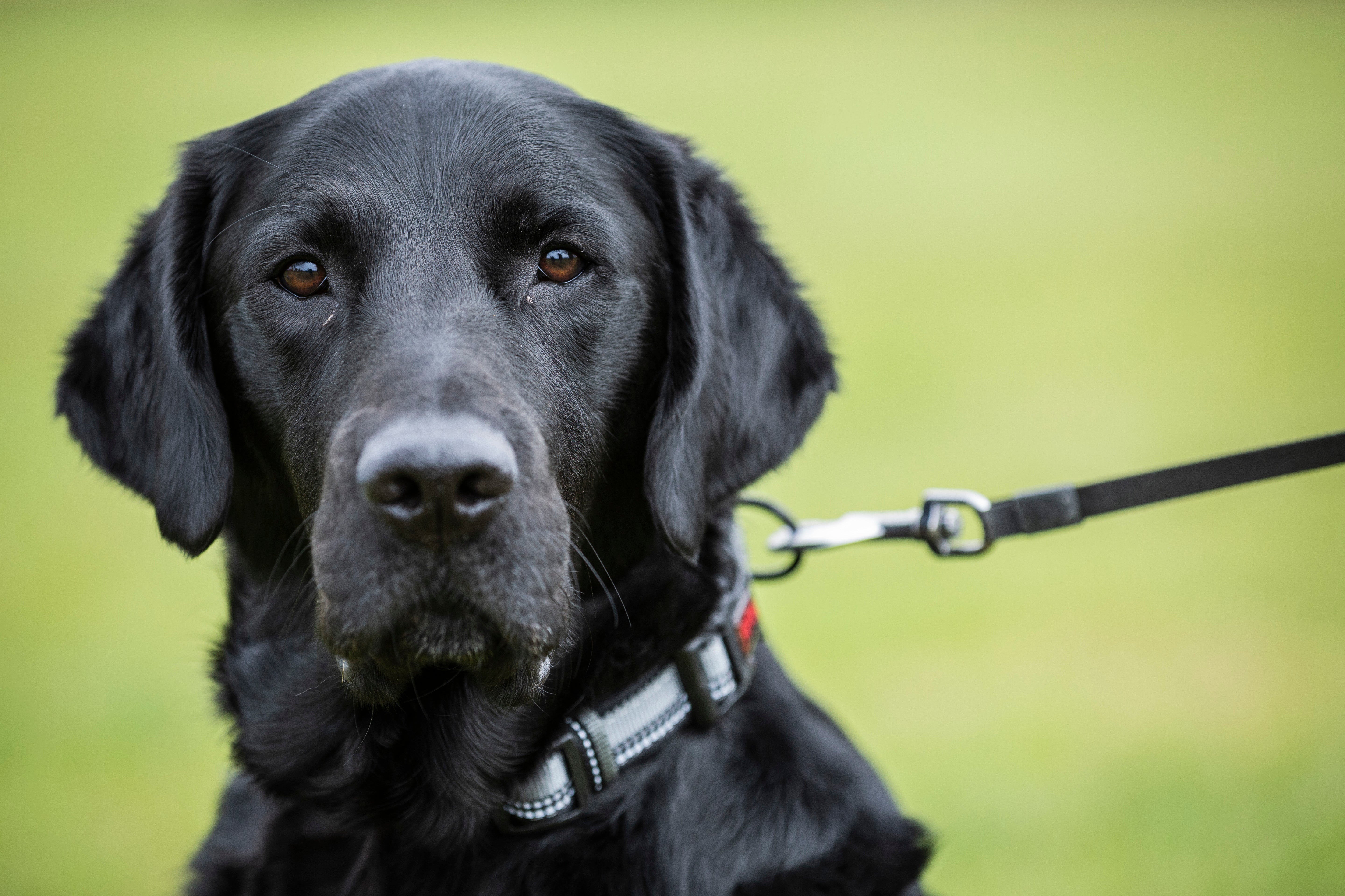 Black labrador on a lead