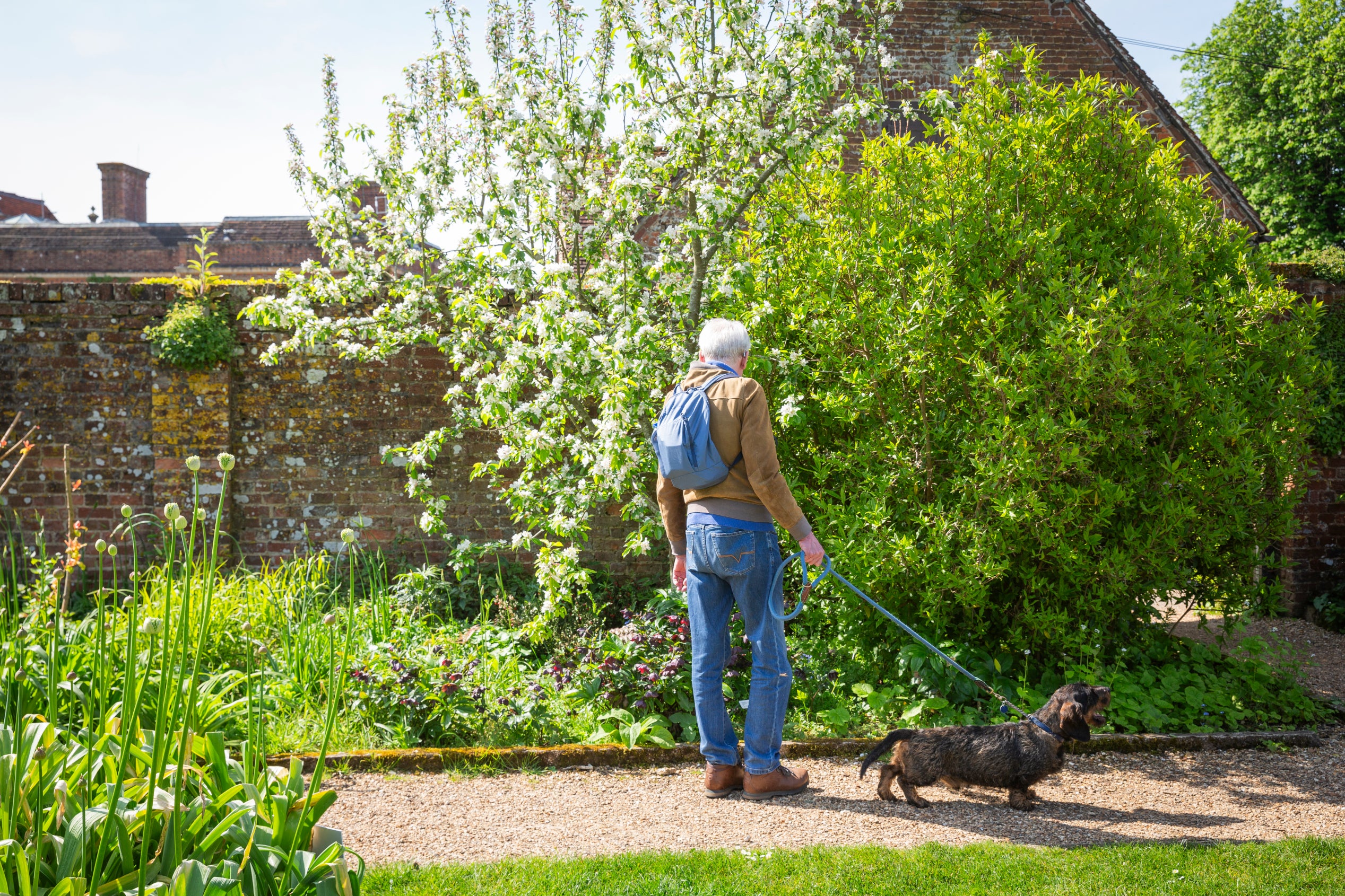 Person with a blue backpack standing on a gravel path in a lush walled garden, holding a leash attached to a small dog, surrounded by flowering plants, a blossoming tree, and a brick wall in the background.