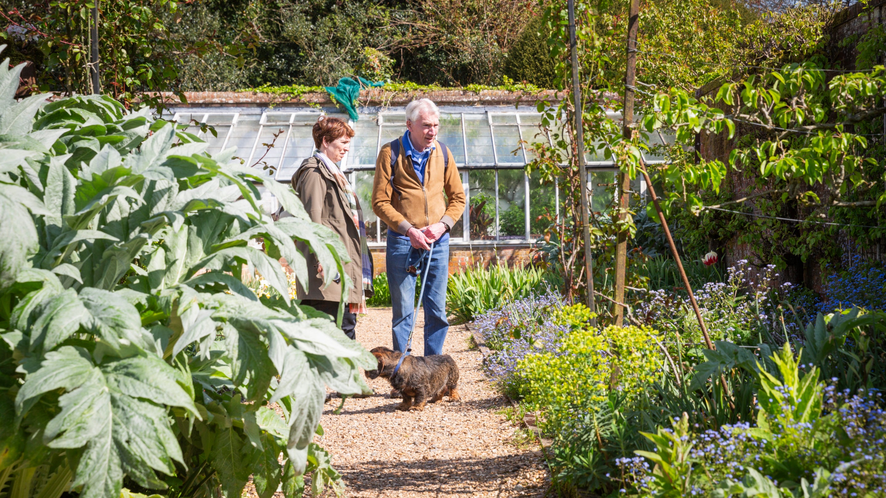 Two people in a kitchen garden with a small brown dog during spring time