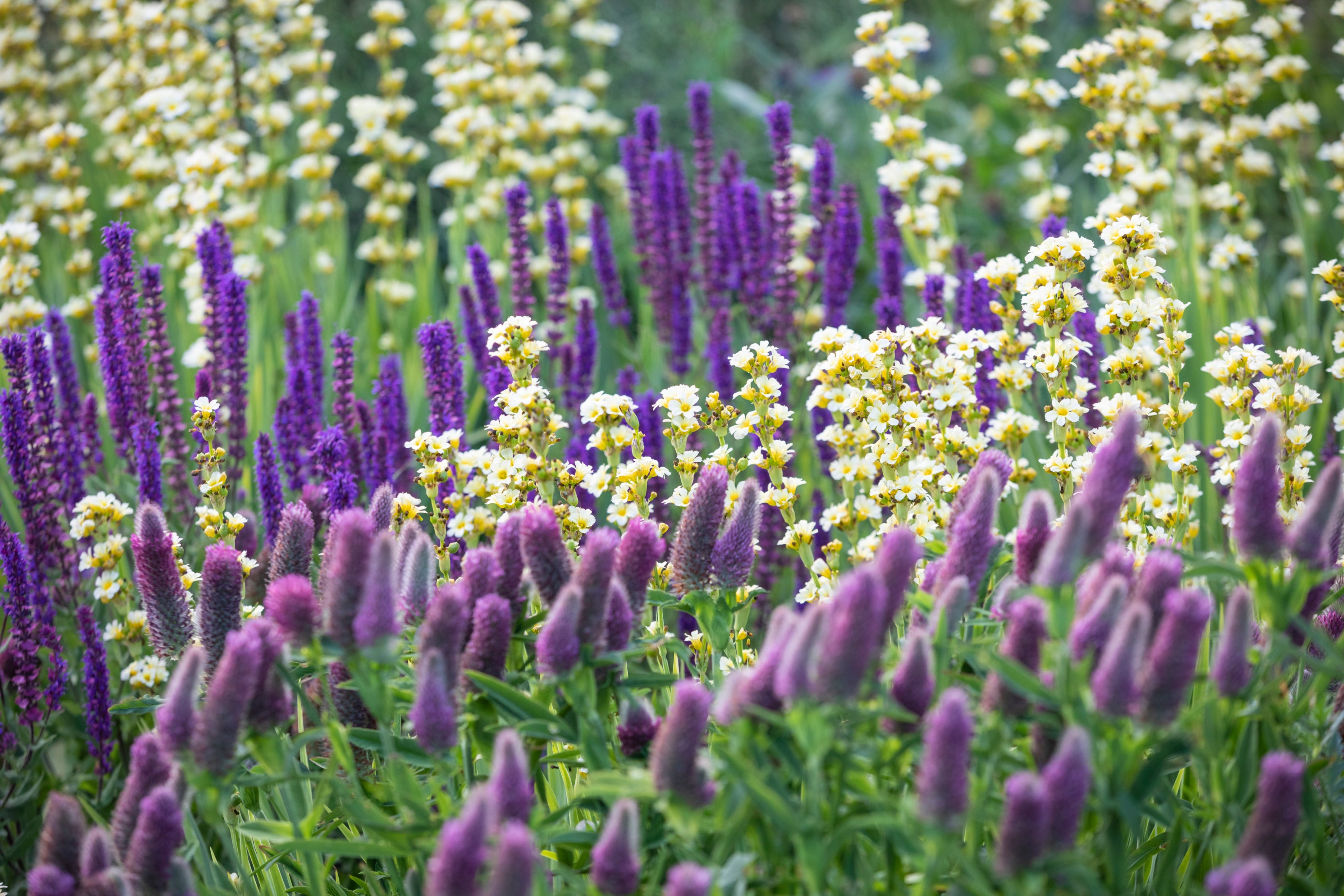 A colourful mixed flower border featuring tall purple blooms and clusters of small white-and-yellow flowers, with soft green foliage and a blurred garden background.