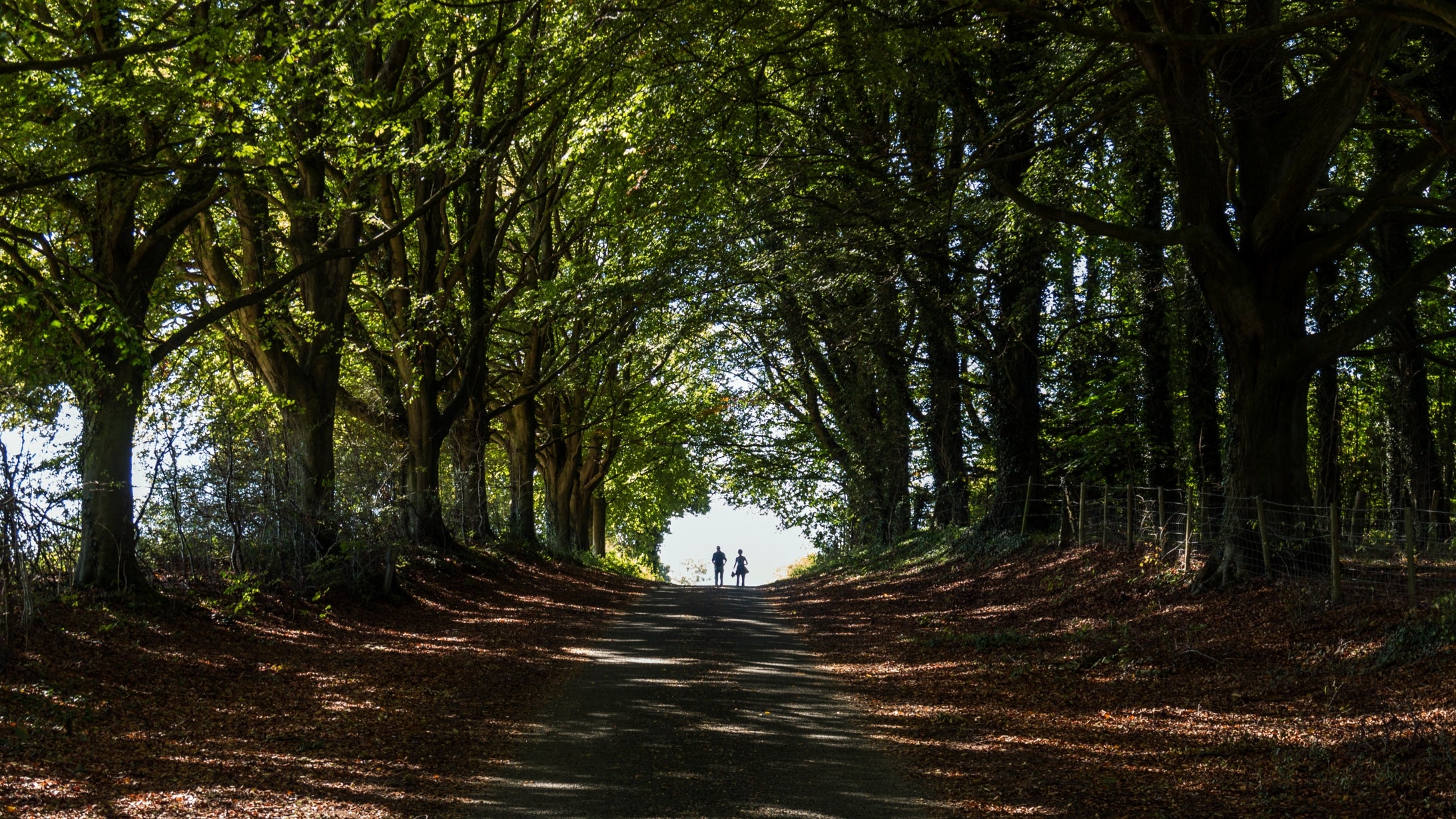 Road with beech hangers on either side and two people in distance, summer, Hinton Ampner, Hampshire