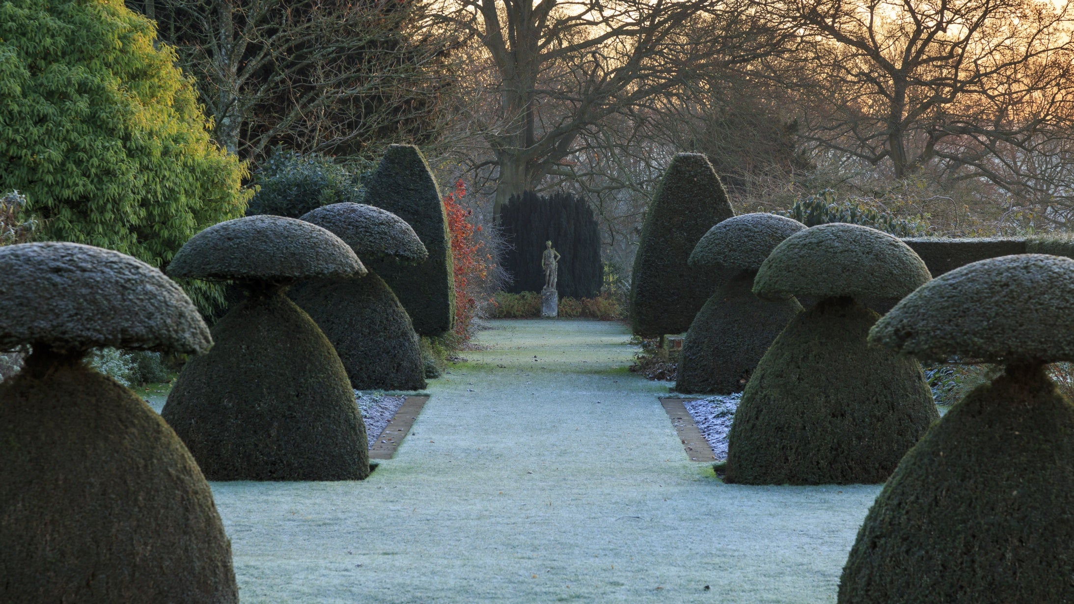 Mushroom shaped yew topiary on either side of a grassy avenue with bare trees in the background in winter
