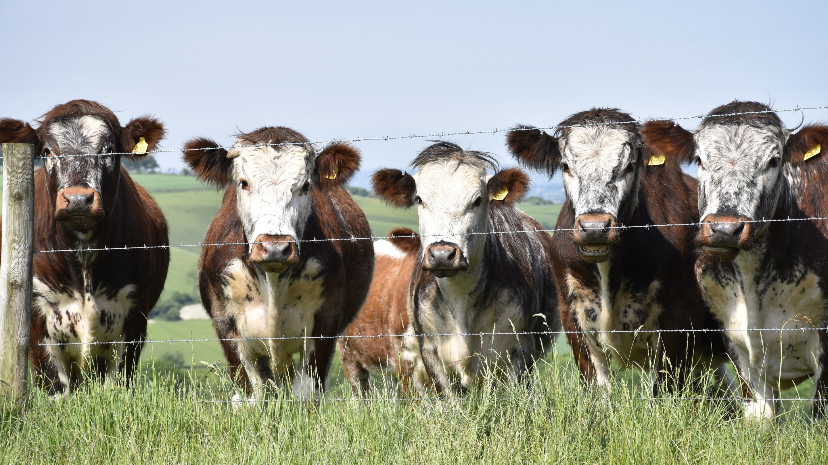 A line of brown and white cattle in a field behind a barbed wire fence