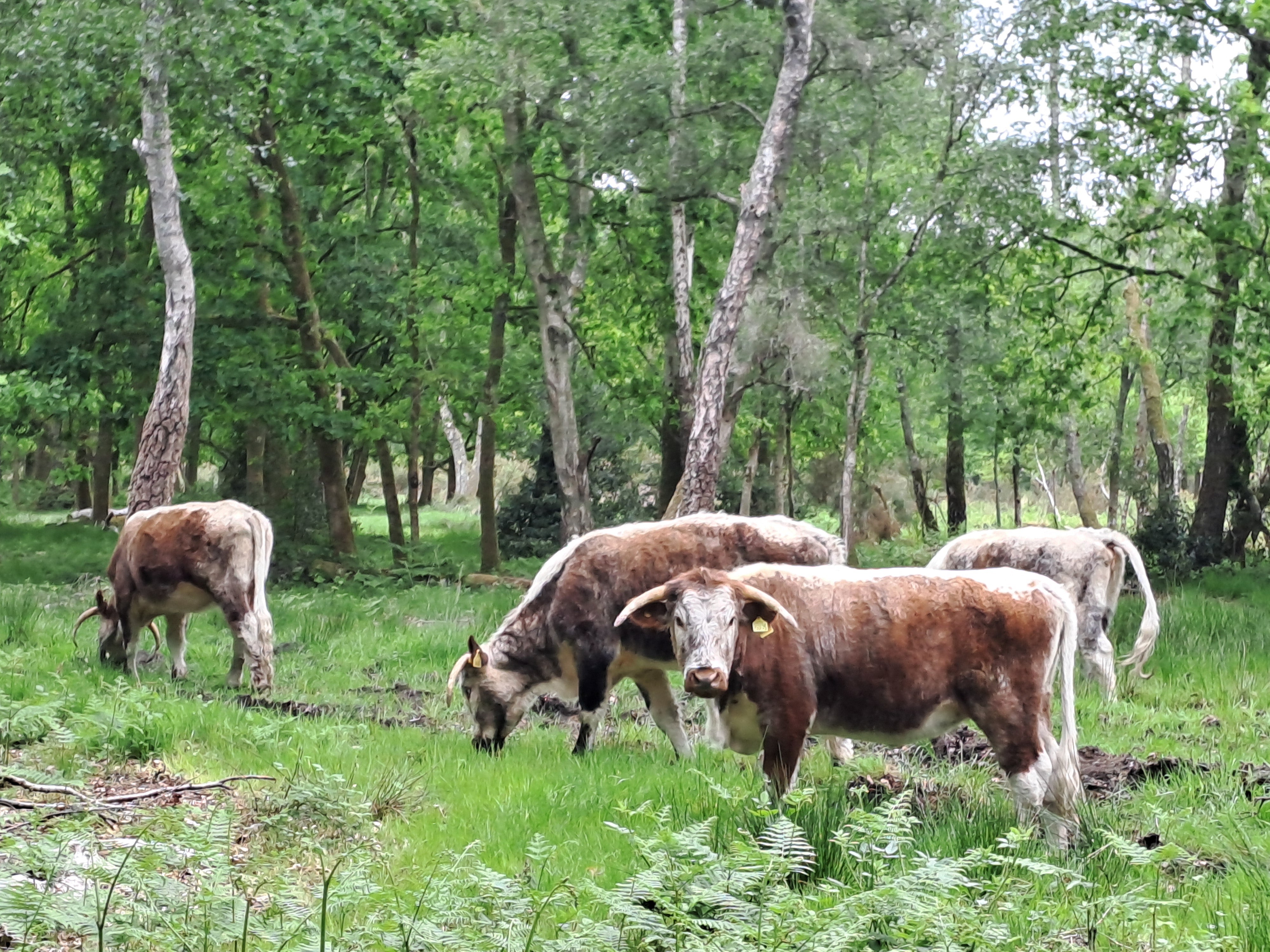 Image showing green Commonland with trees behind and 3 cattle grazing