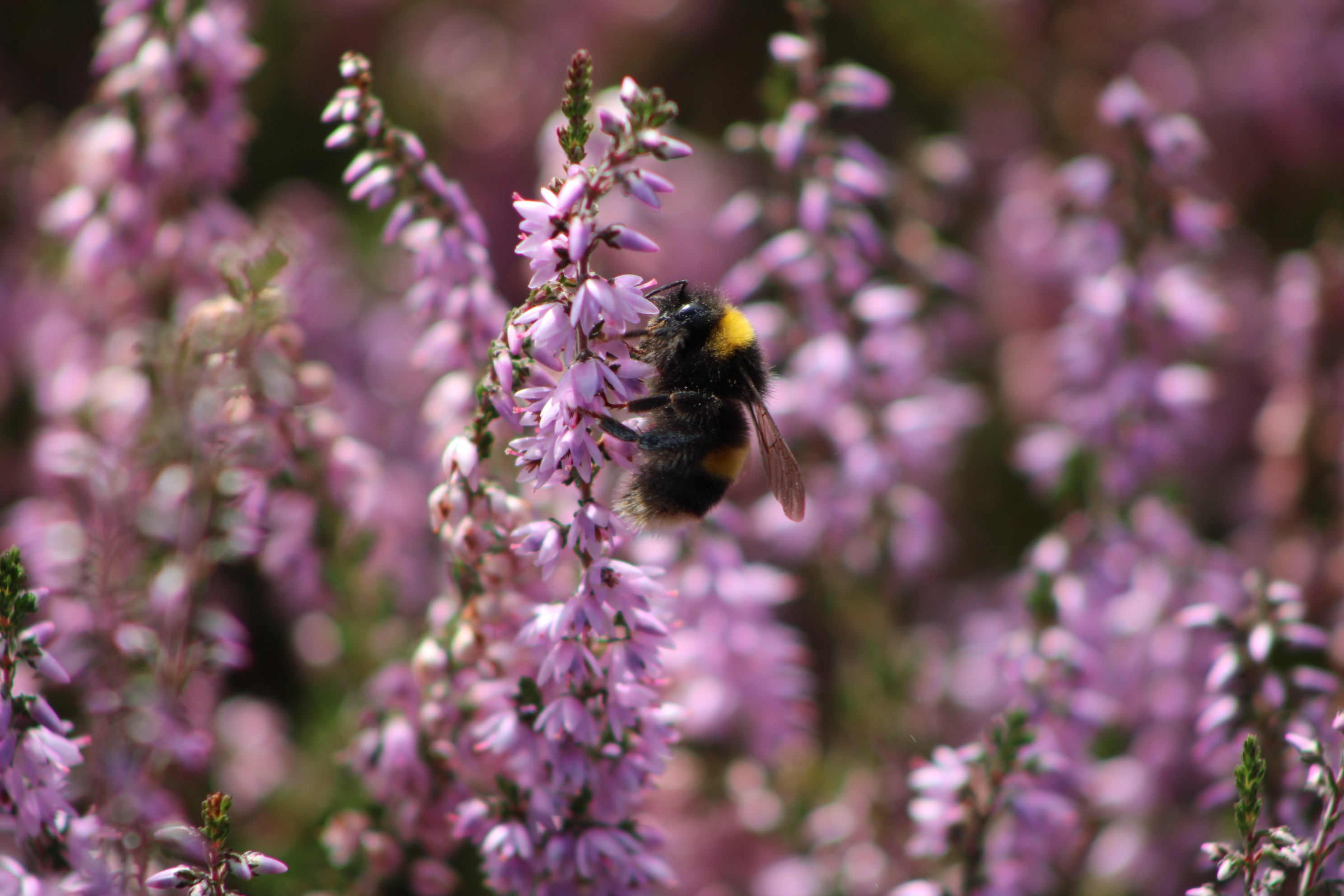 Bee on Heather at Ludshott Commons