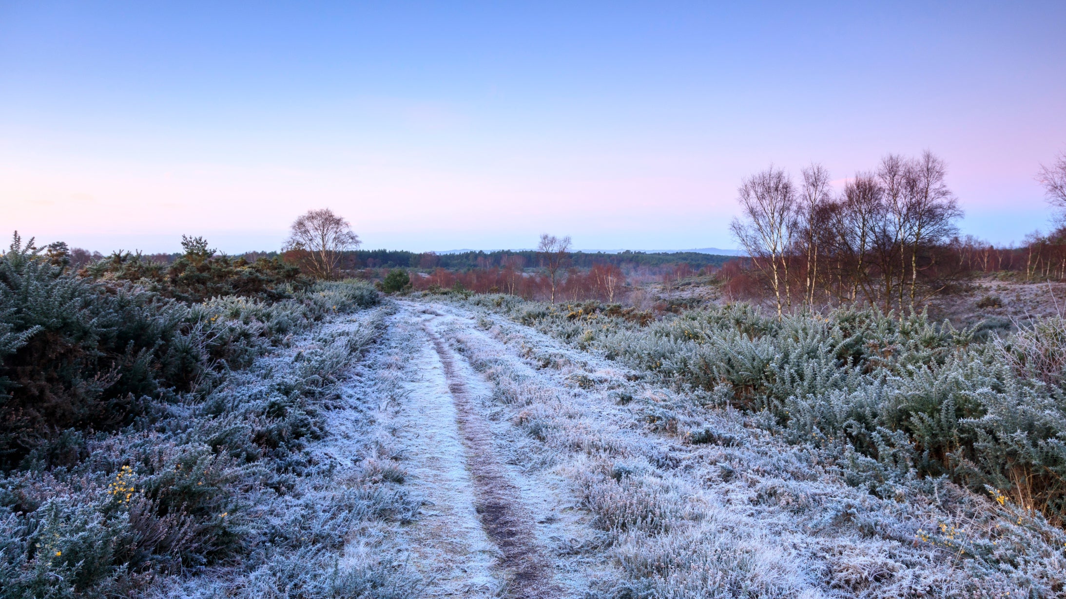 Wide frost covered track through heathland in winter, Ludshott Common, Hampshire