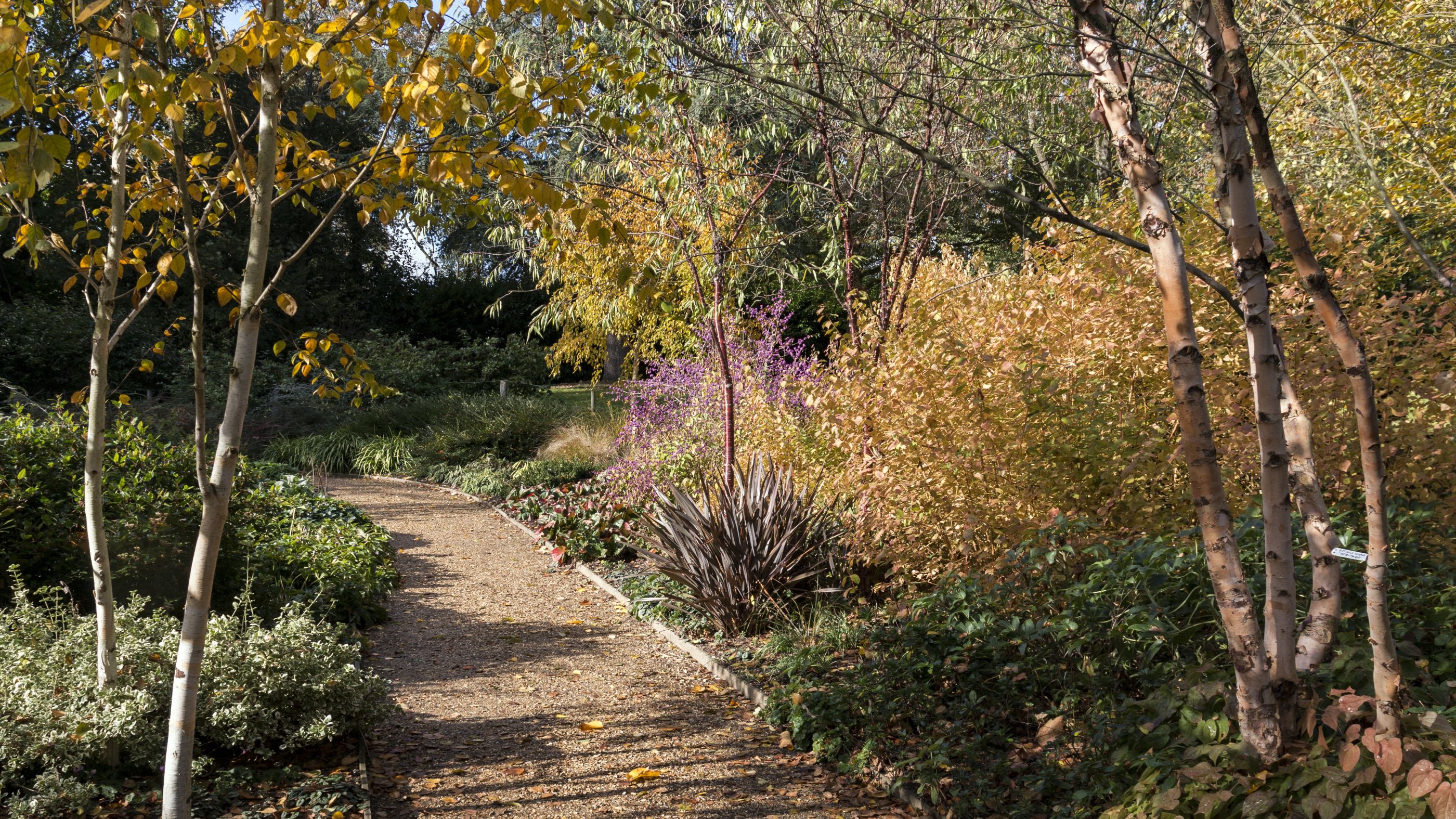 A path meanders through the garden at Mottisfont, Hampshire edged by plants and trees in autumn colour
