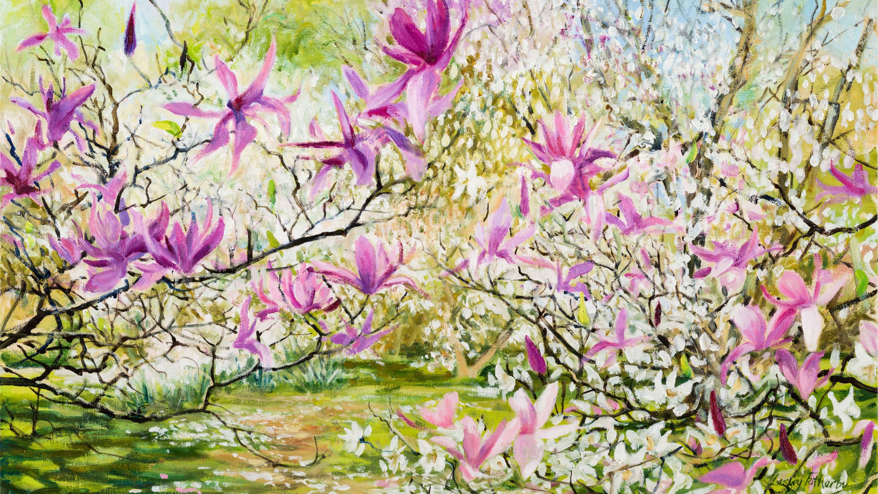 Pink magnolia in bloom against a backdrop of white blossom