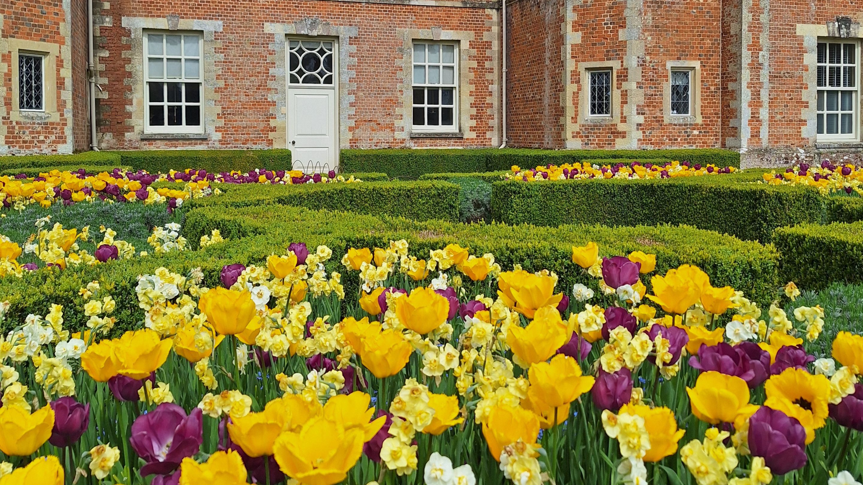 Yellow and purple tulips in the parterre at Mottisfont, with the house in the background