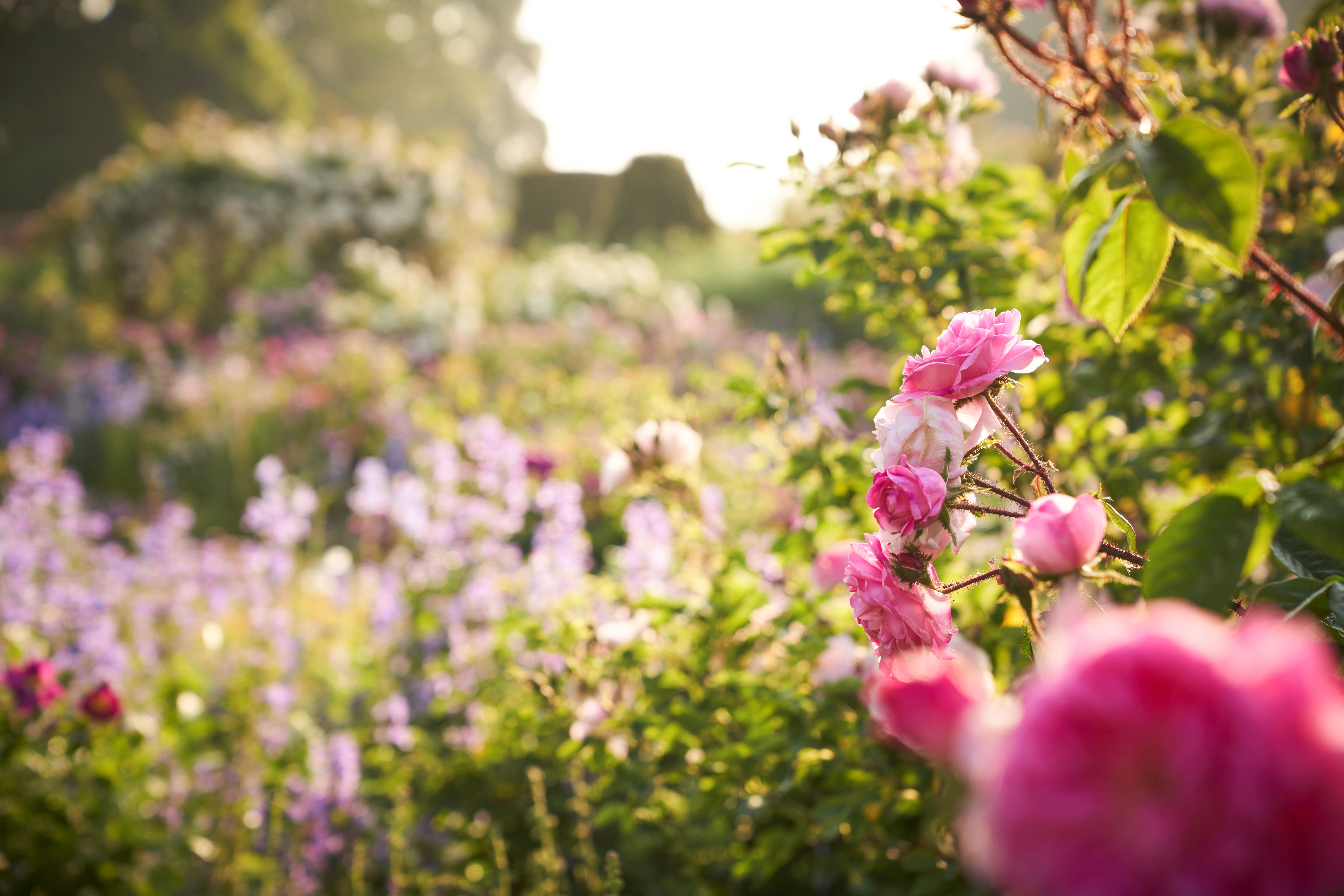 Morning mist in the Rose Garden at Mottisfont, Hampshire