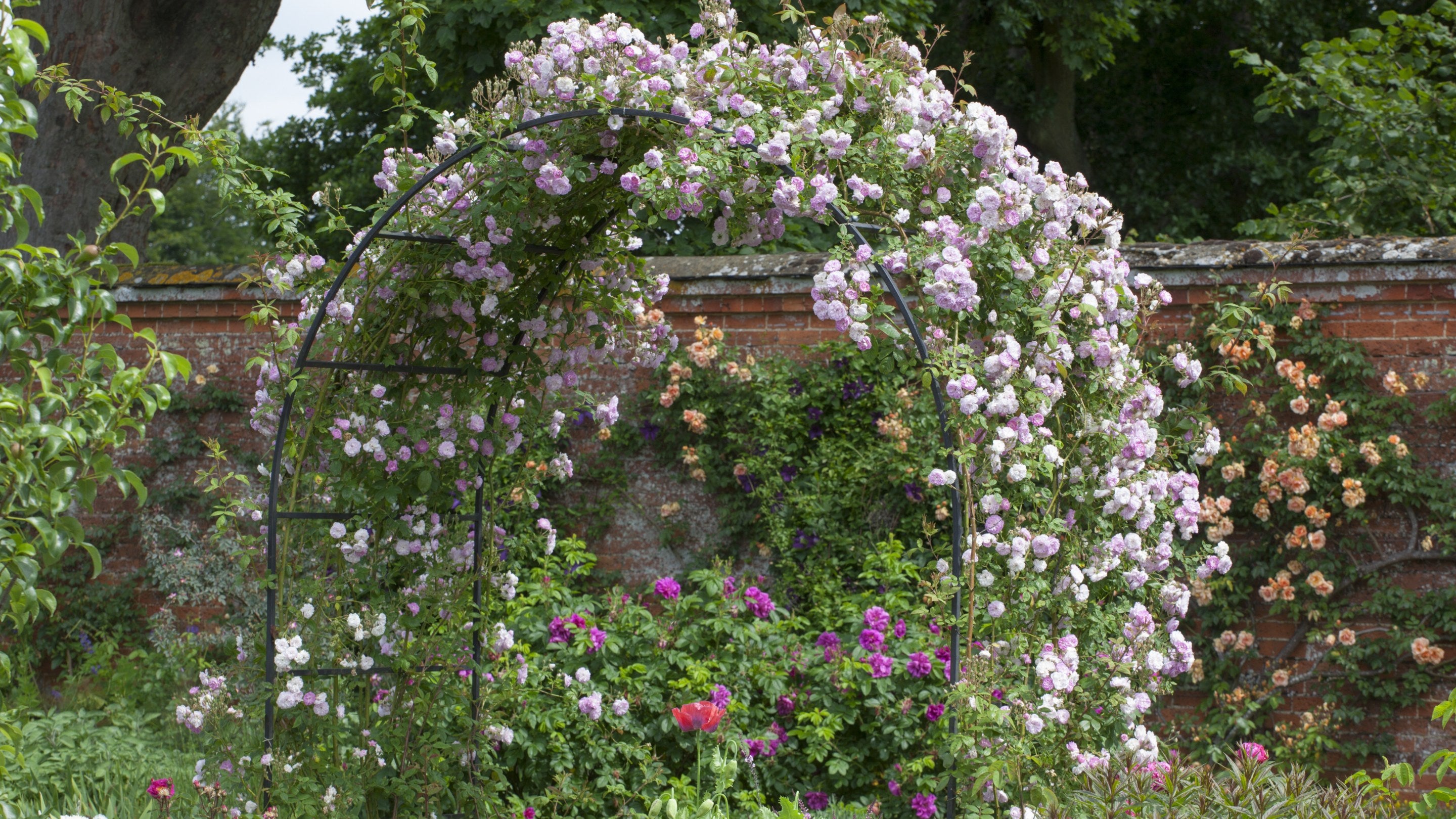 Flower Arch Rose Garden Corselitze Rose Garden On Falster Anettes