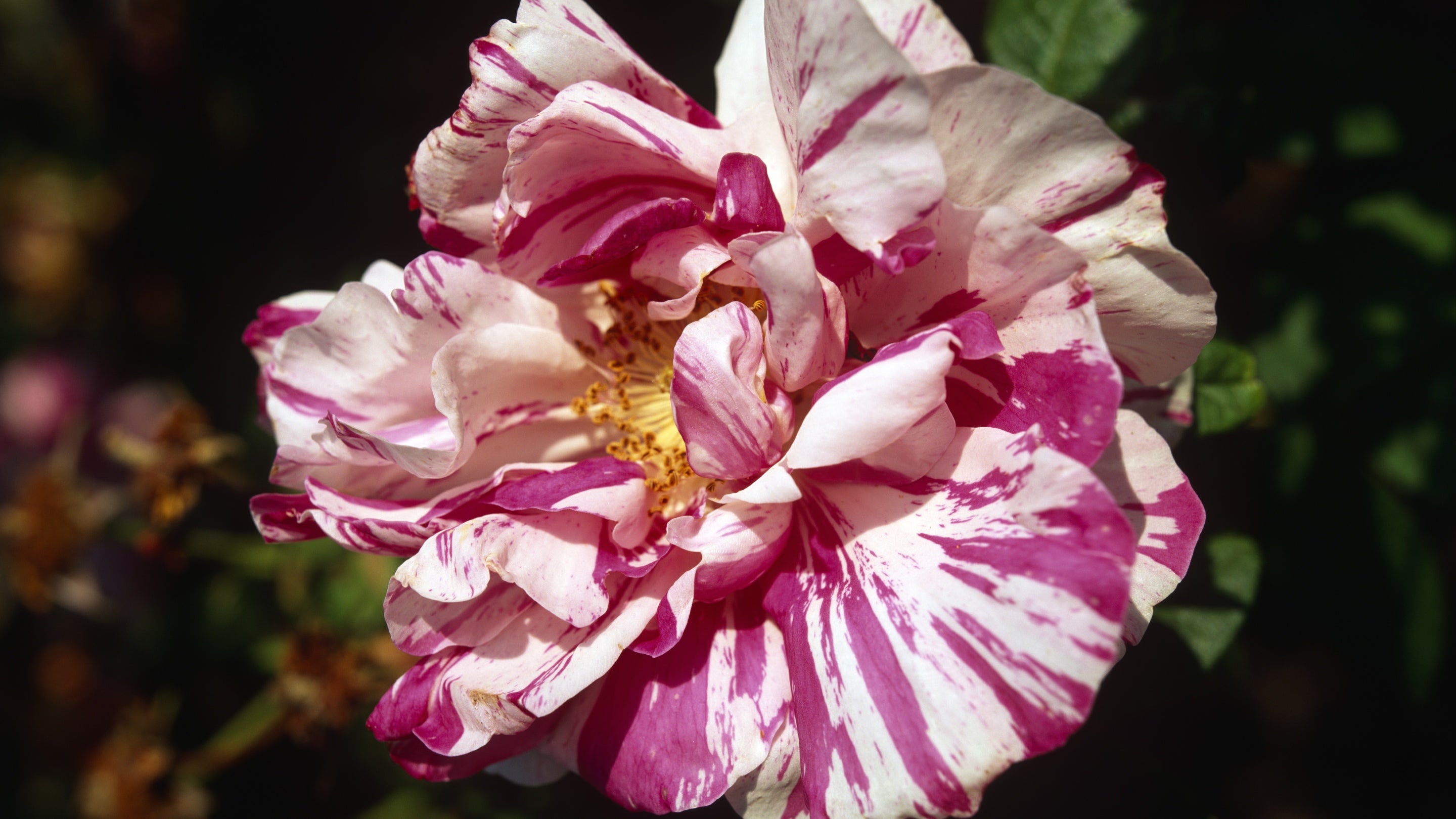 A close-up view of Rosa gallica 'Versicolor', a pink and white stripy rose, in full bloom at Mottisfont, Hampshire