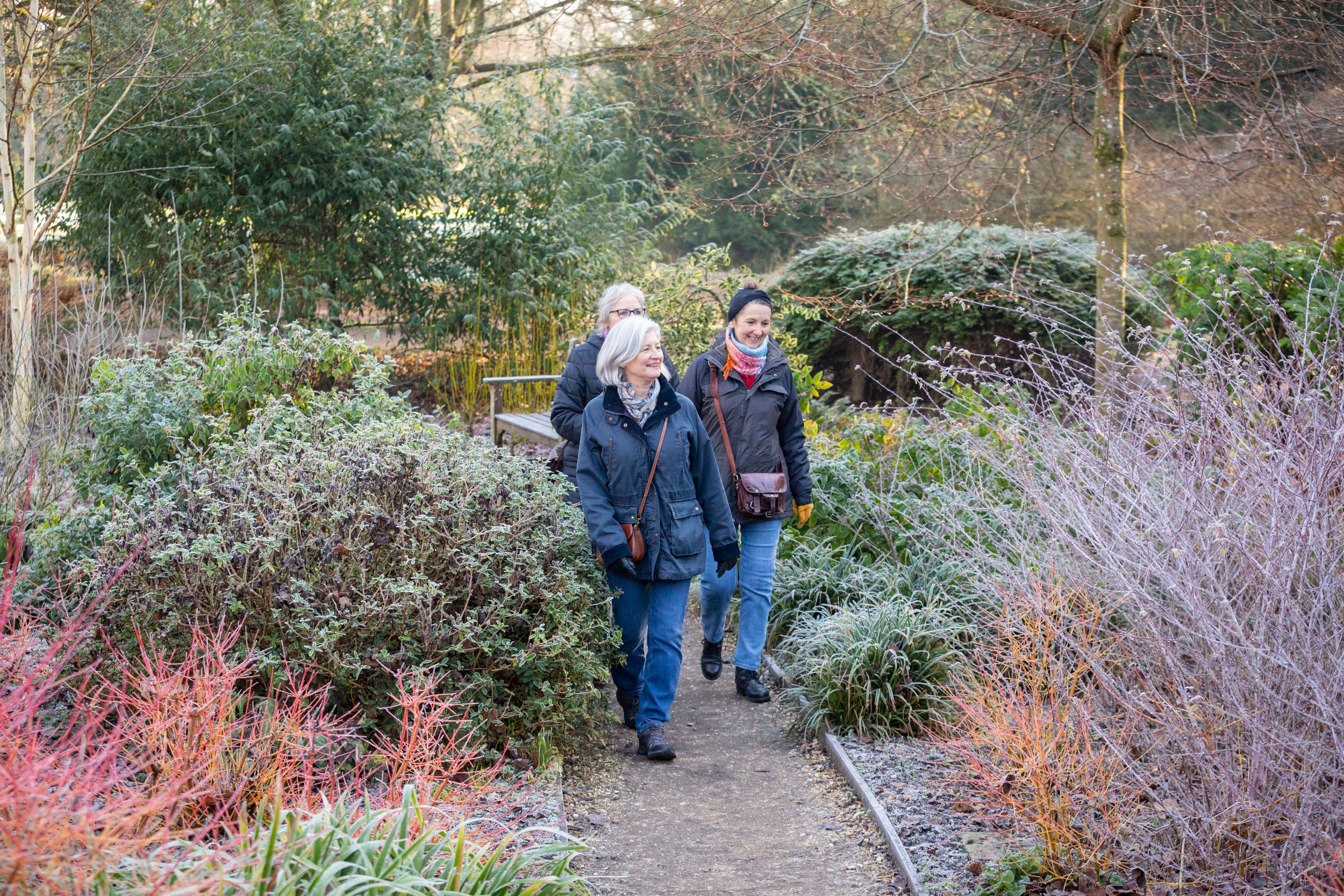 Three women walk along a path, through colourful frosted shrubs