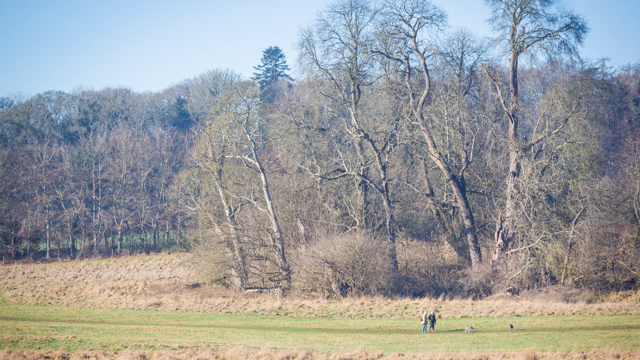 Field with two people walking in winter, with trees behind