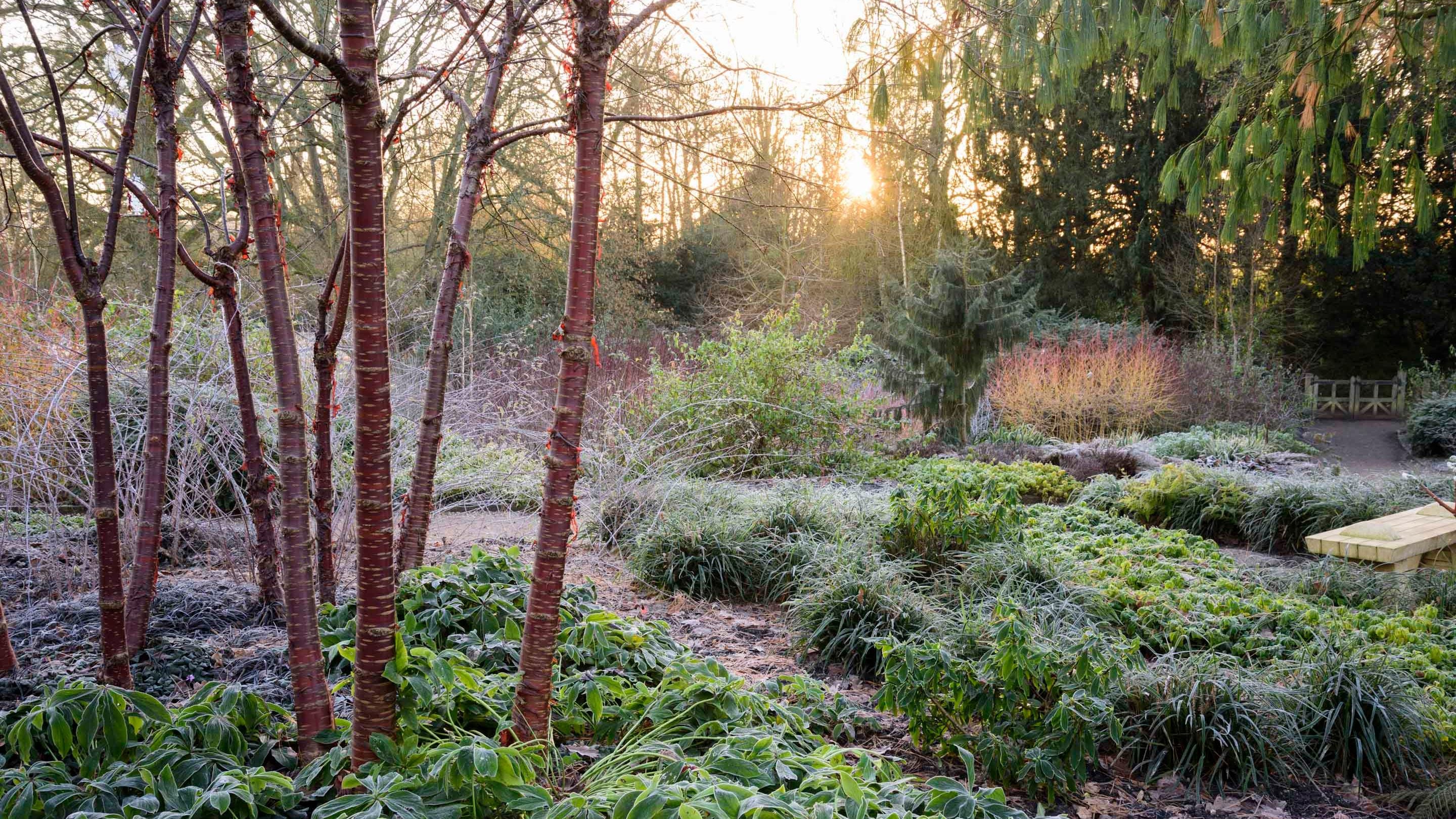Coppery trunks of Tibetan Cherry Trees in the winter garden amongst mounds of hellebores with orangey Cornus 'Midwinter Fire' beyond at Mottisfont, Hampshire. The sun can be seen beginning to rise above the trees on a January morning.