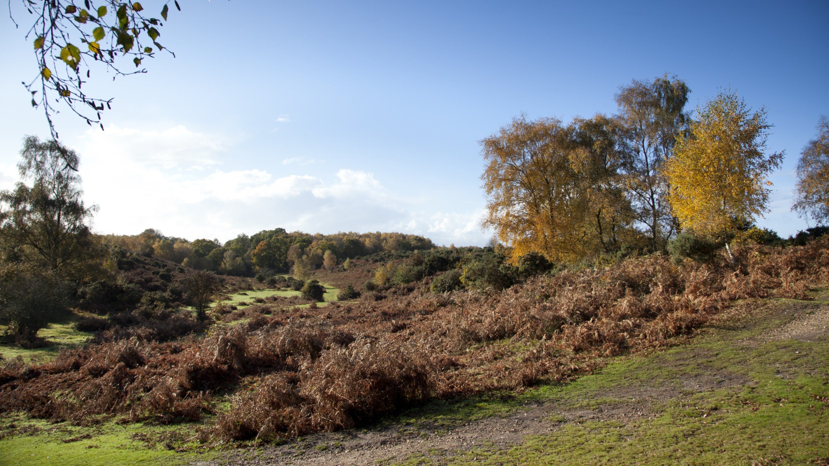 A view across autumnal landscape at Rockford Common in the New Forest, with browning vegetation on the ground and trees visible in autumn colours