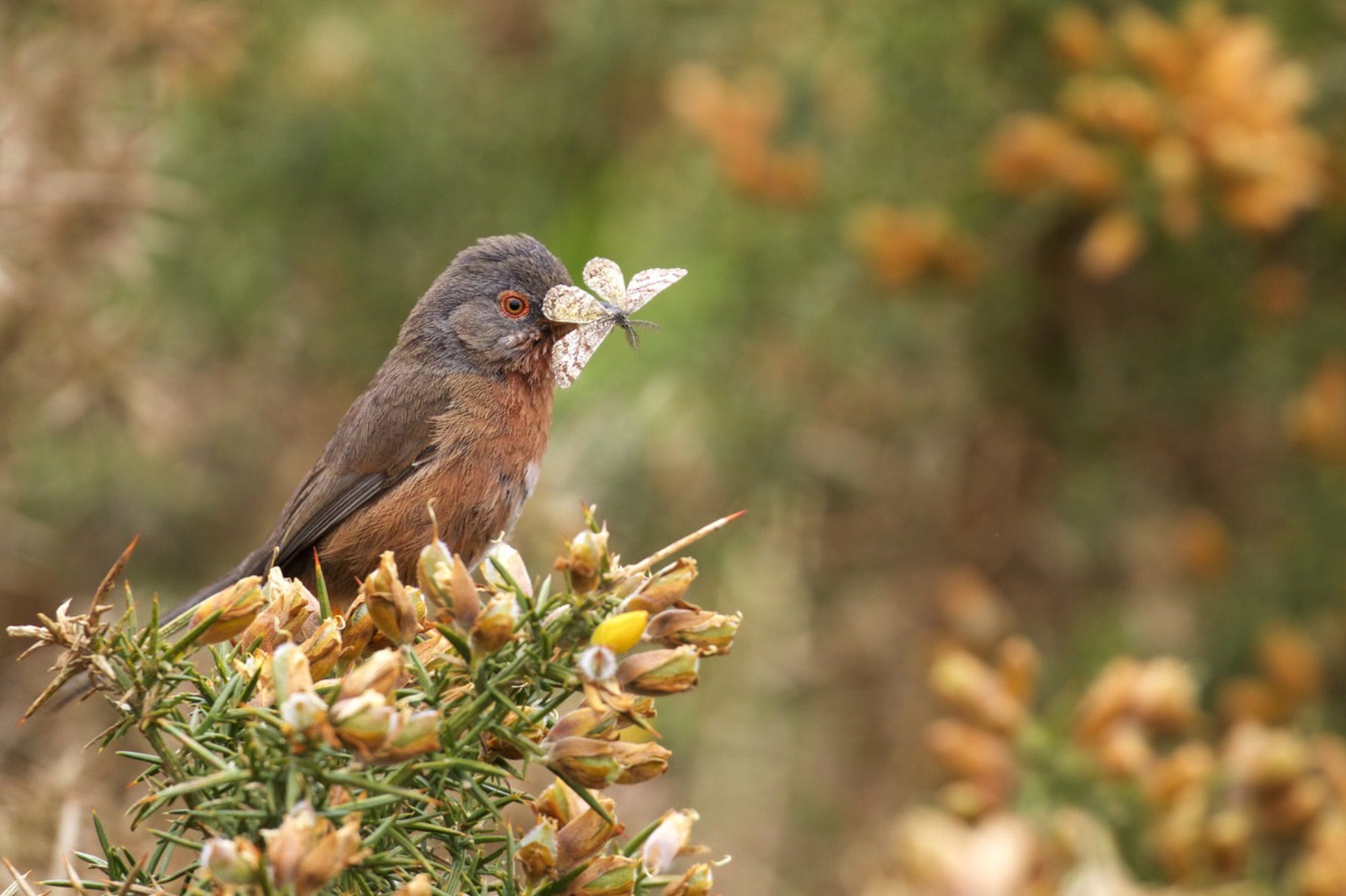 Dartford Warbler (Sylvia undata) on yellow gorse with Heath moth in its beak at Ibsley Common, New Forest, Hampshire