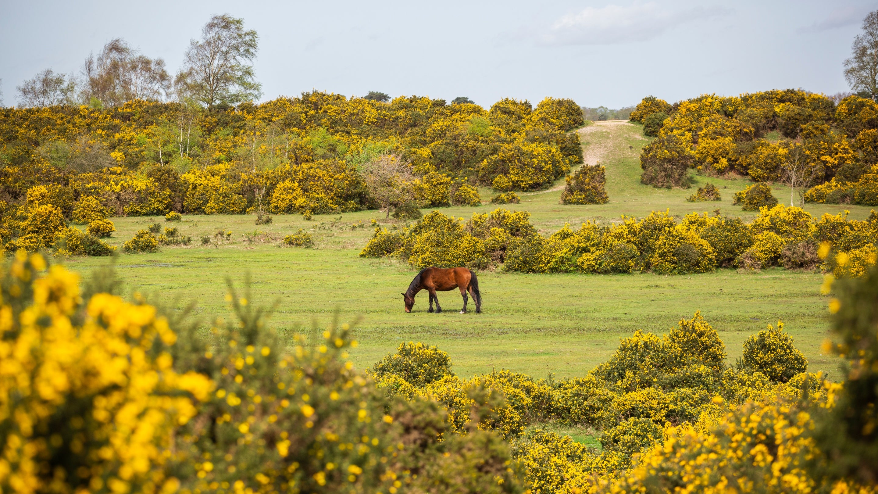 A horse grazing on Rockford Common, New Forest