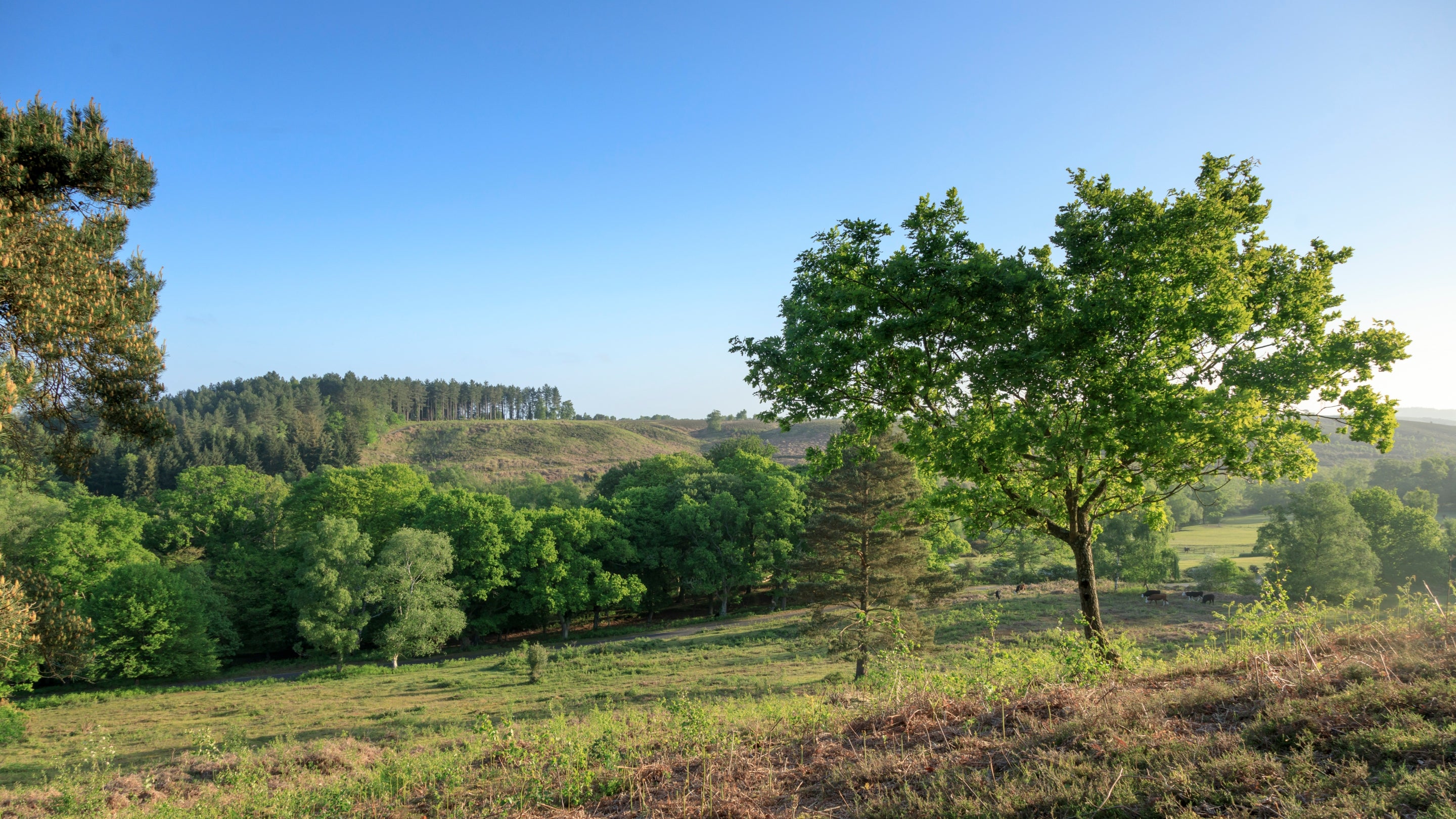 Sunrise over Rockford Common, New Forest, Hampshire, with trees and cattle