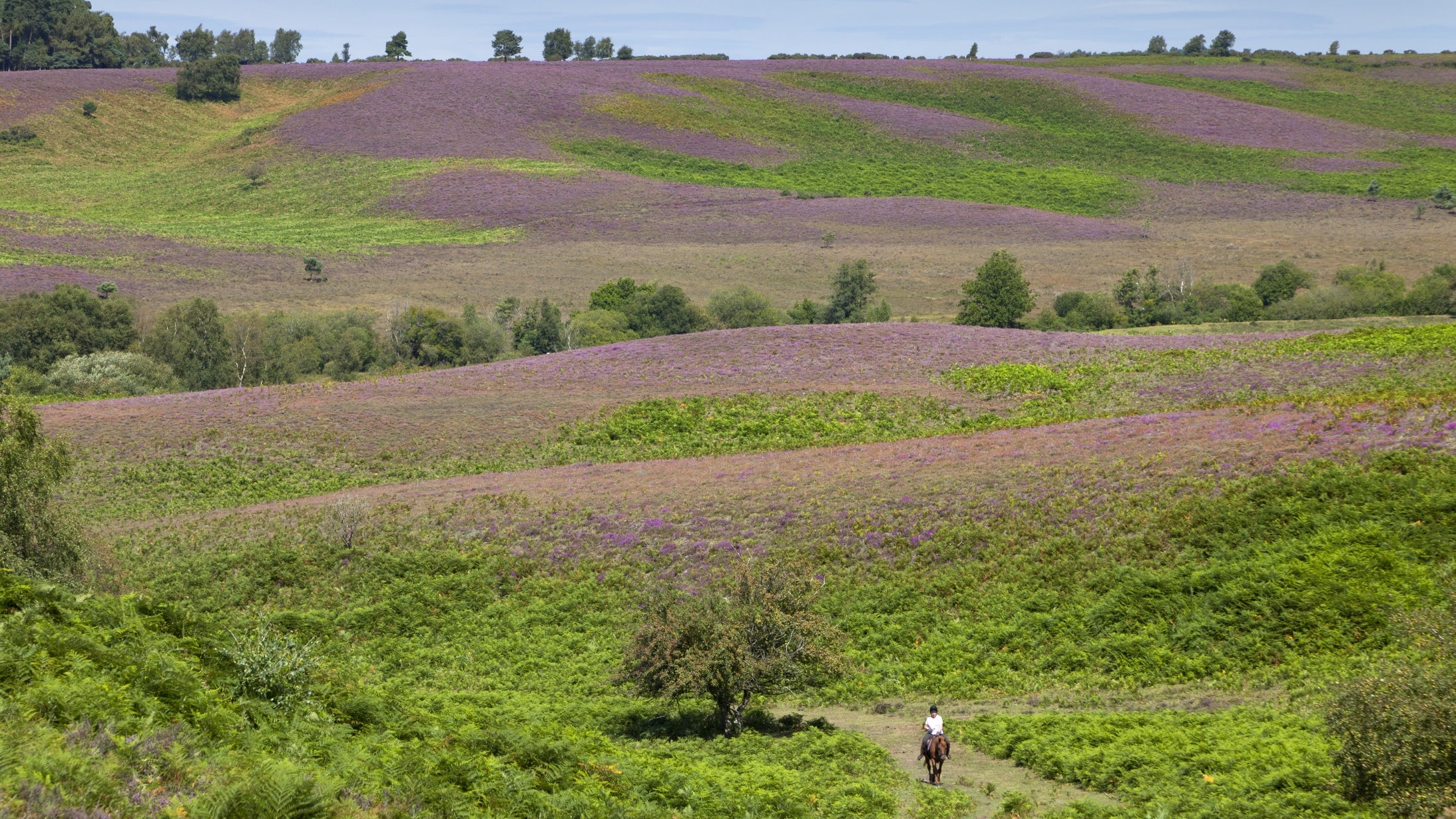Horse and rider in foreground with purple heather and green bracken in distance, Rockford Common, New Forest