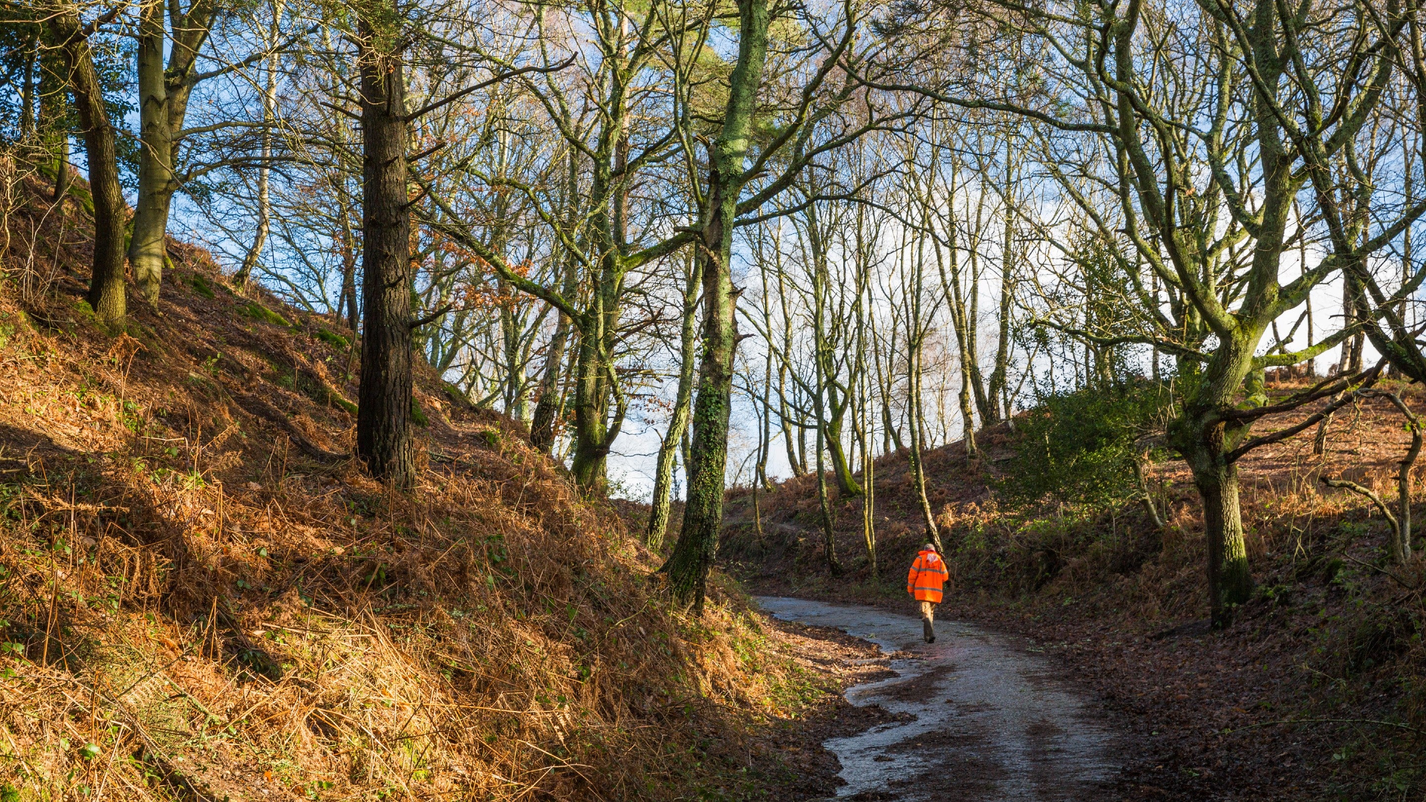 A walker at Rockford Common in winter, New Forest Northern Commons, Hampshire