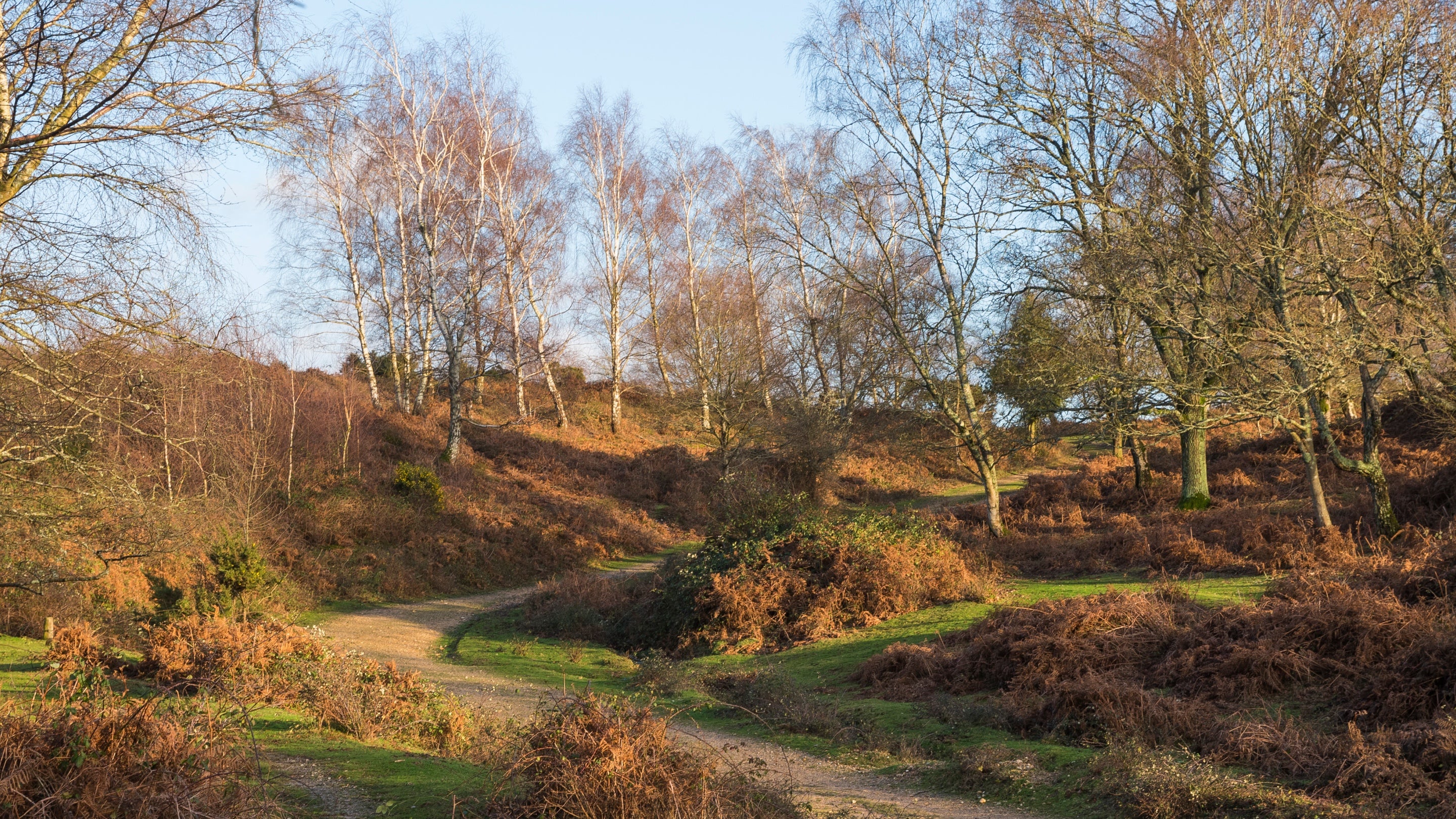Countryside and woodland in Hampshire | National Trust