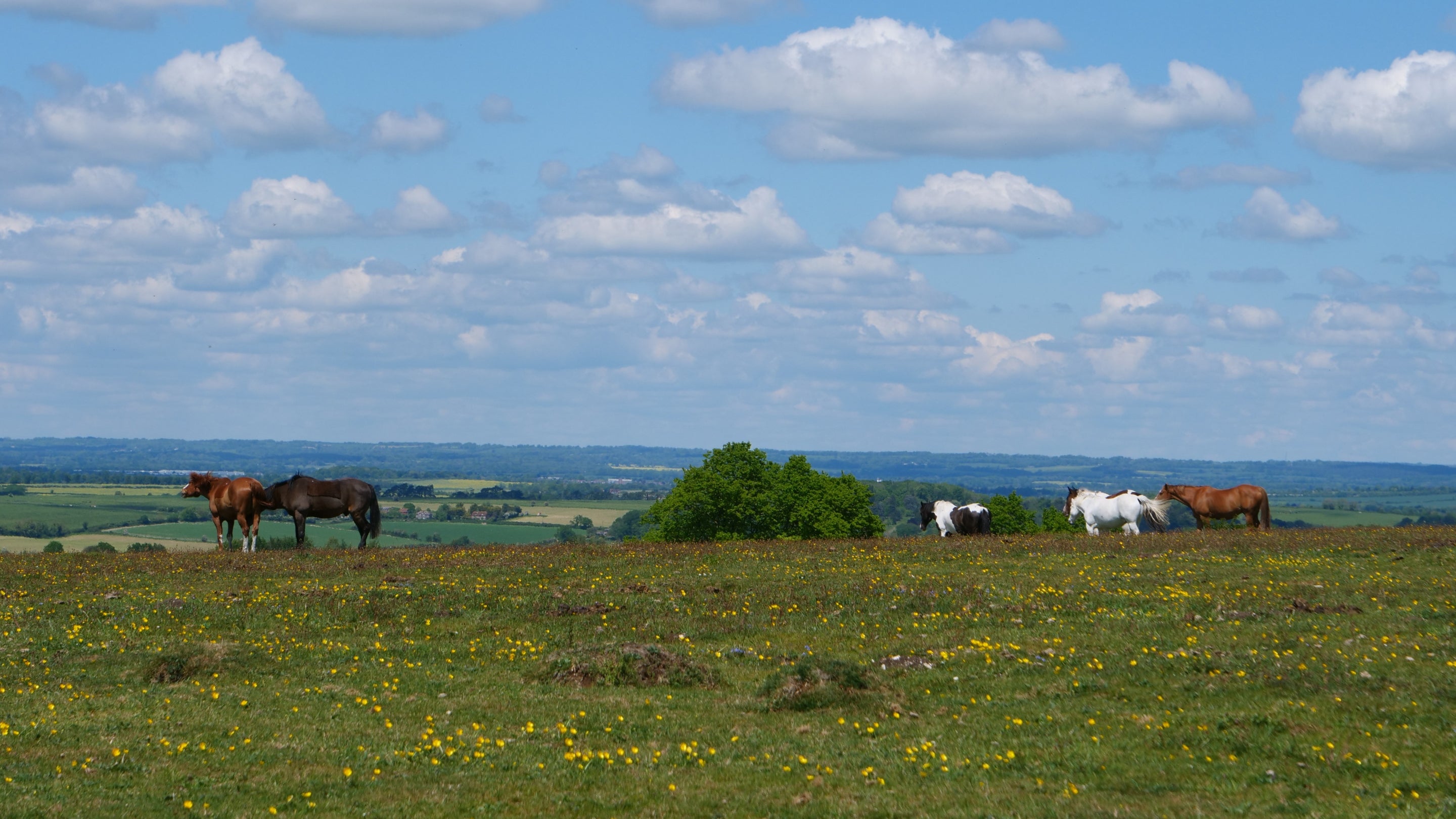 Horses and spring flowers on Stockbridge Down, Hampshire