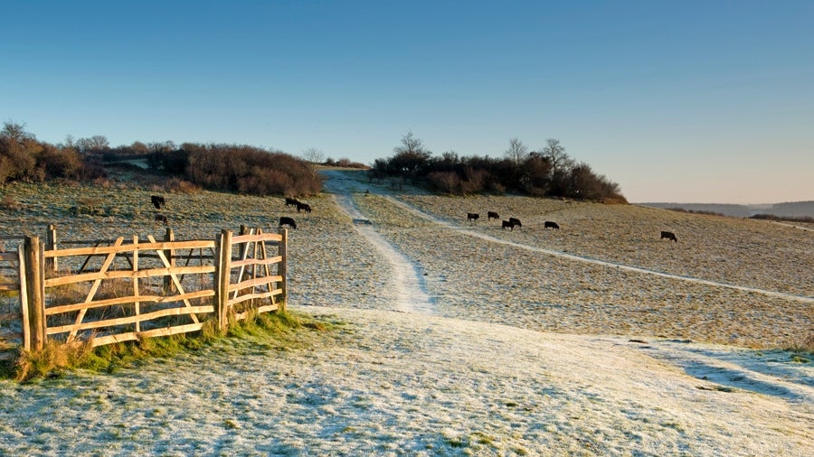 Downland and path lightly covered with snow, with scrub and cows in background