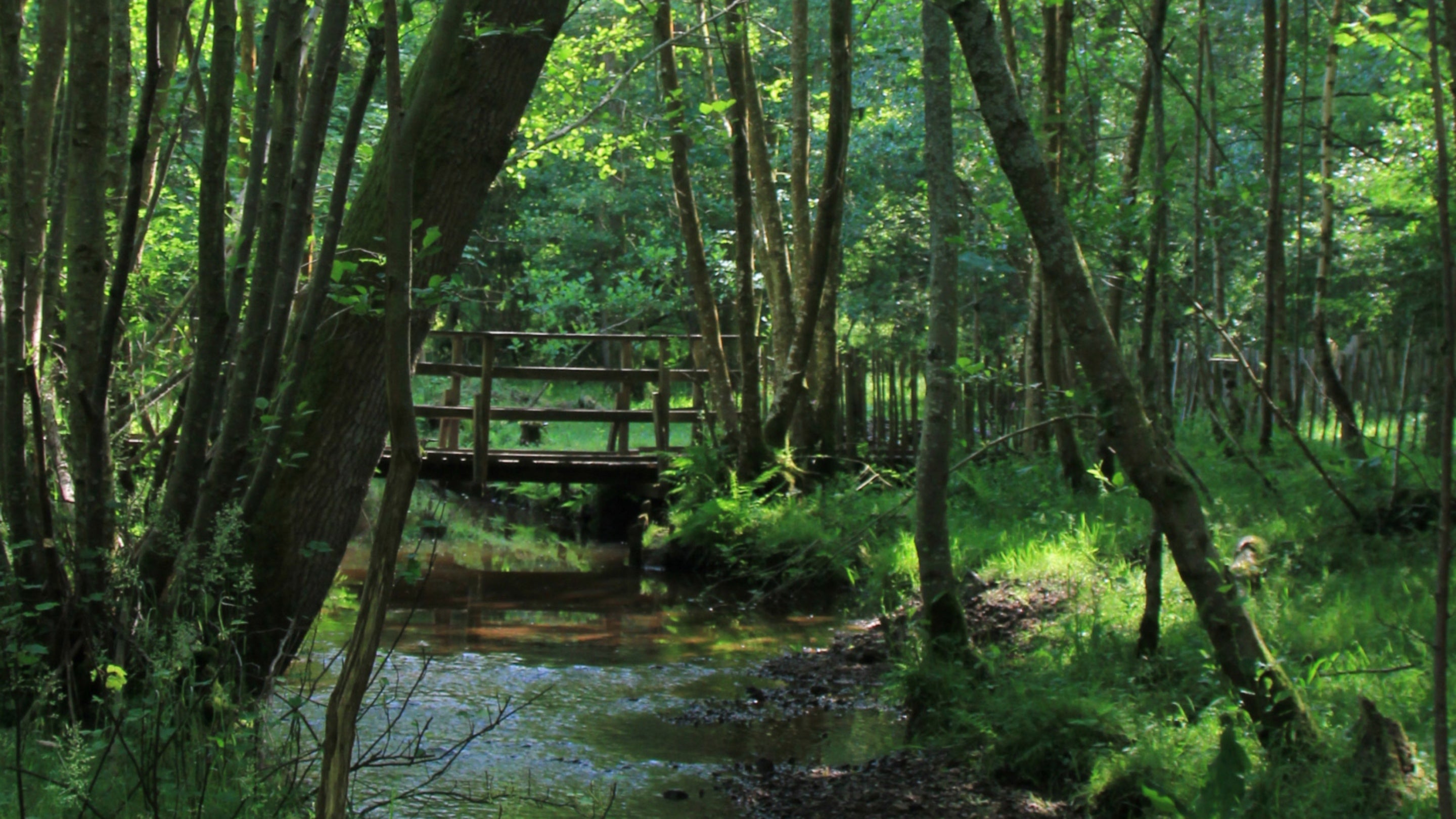 A view of the stream running through the woodland at The Chase, with a wooden bridge visible in the distance and trees bordering the stream on a sunny day.