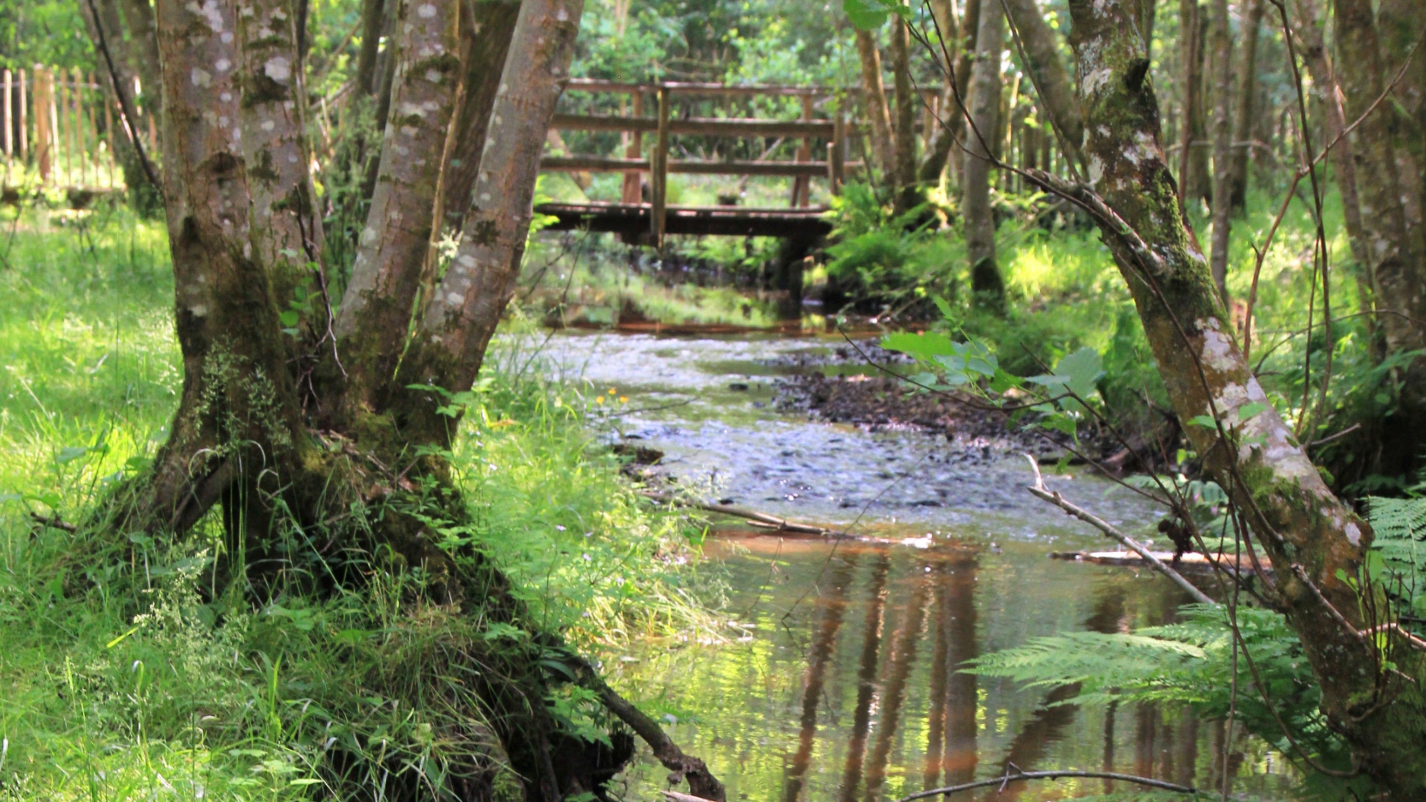 A view of a stream running through the glad at The Chase is Hampshire, with a small wooden bridge visible in the distance and trees either side of the stream in the foreground on a sunny day.