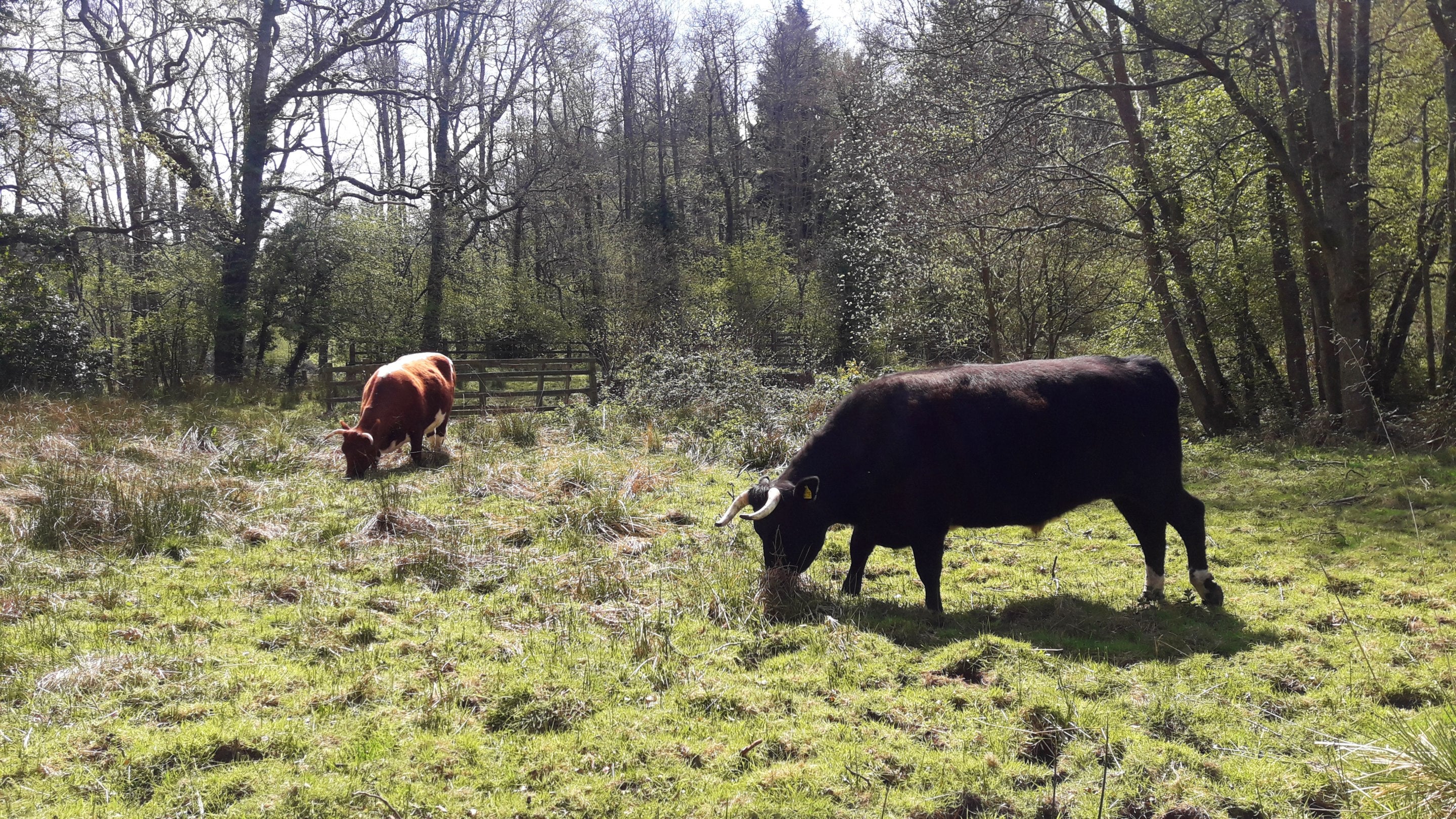 Cattle graze in a clearing at The Chase.