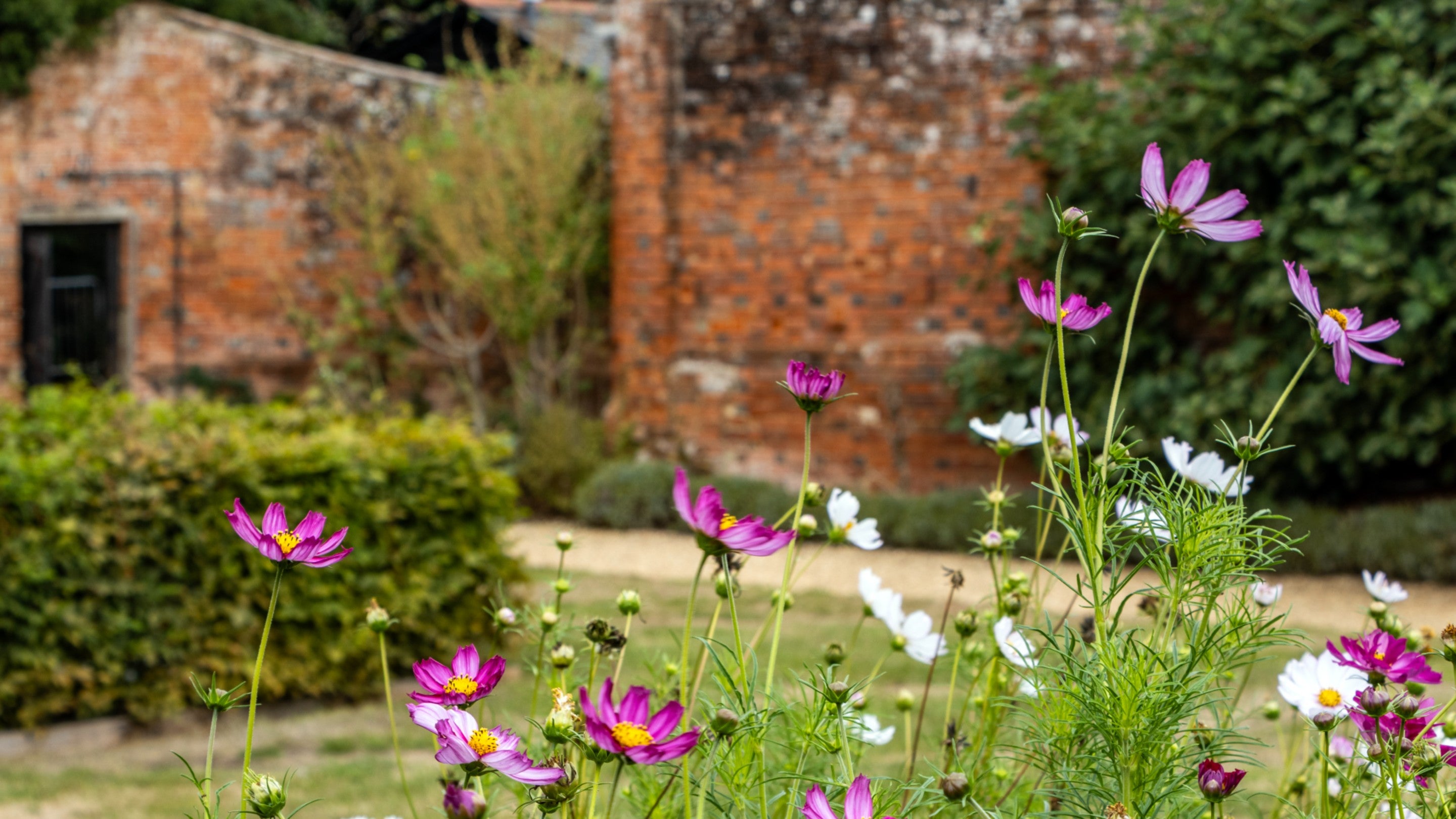 Purple and white flowers on a lawn, with hedge to left, gravel path and old red brick walls in background