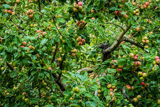 Close up of apple tree covered in autumn fruit