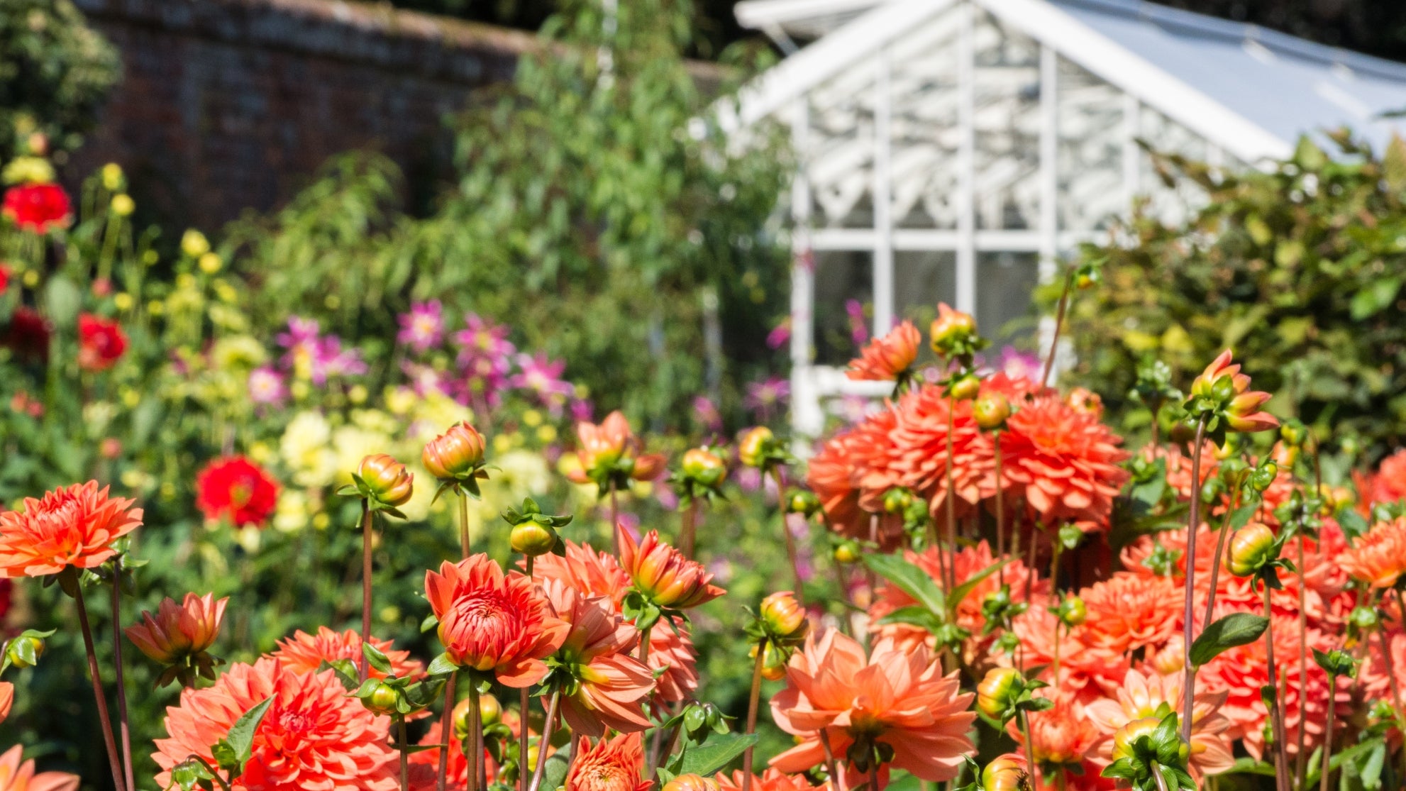 Orange dahlias in the foreground with walled garden glasshouse in background